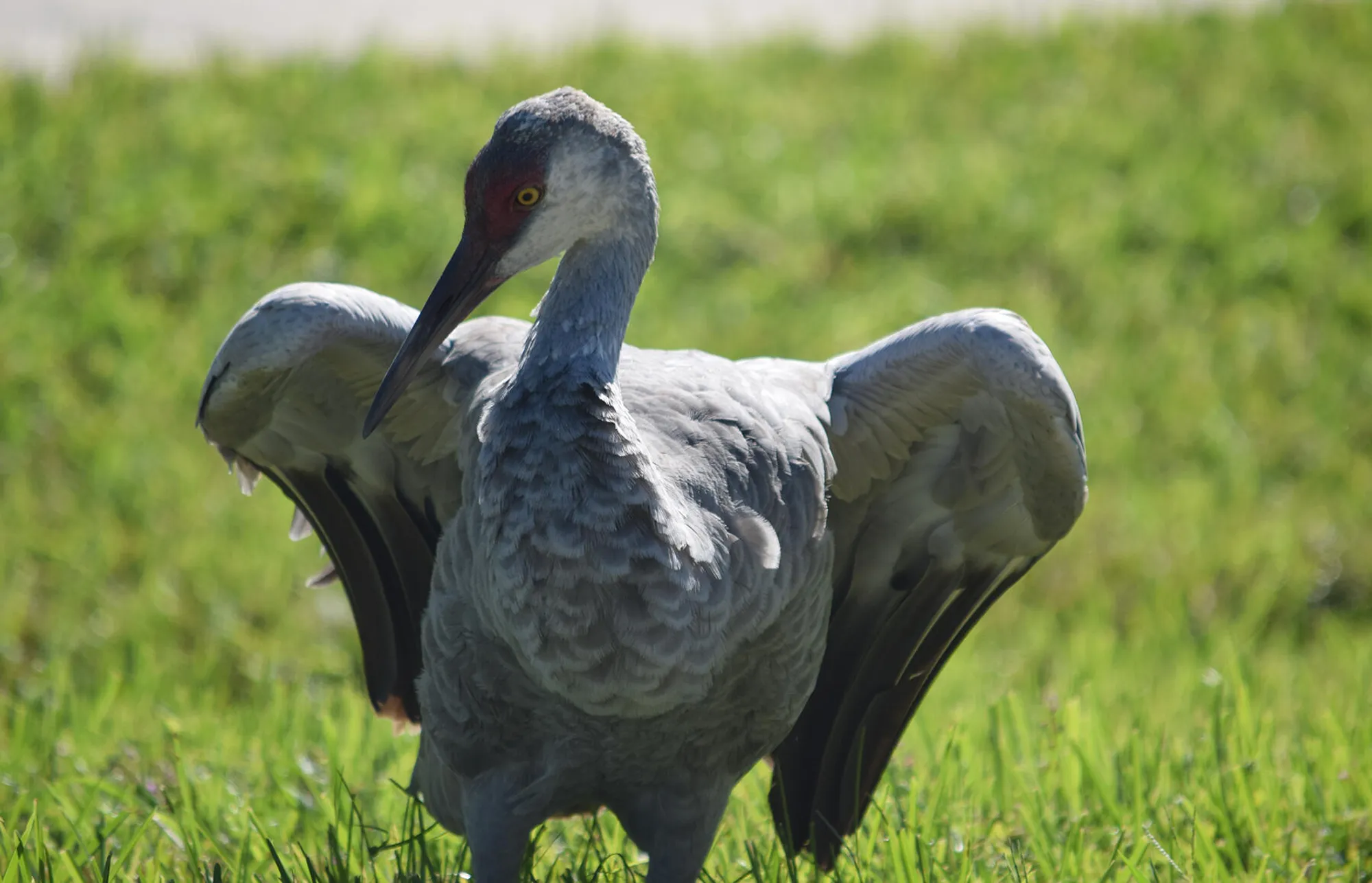 Property Slideshow image 42 of 55 | 1360 democracy ave, Melbourne, FL, 32940