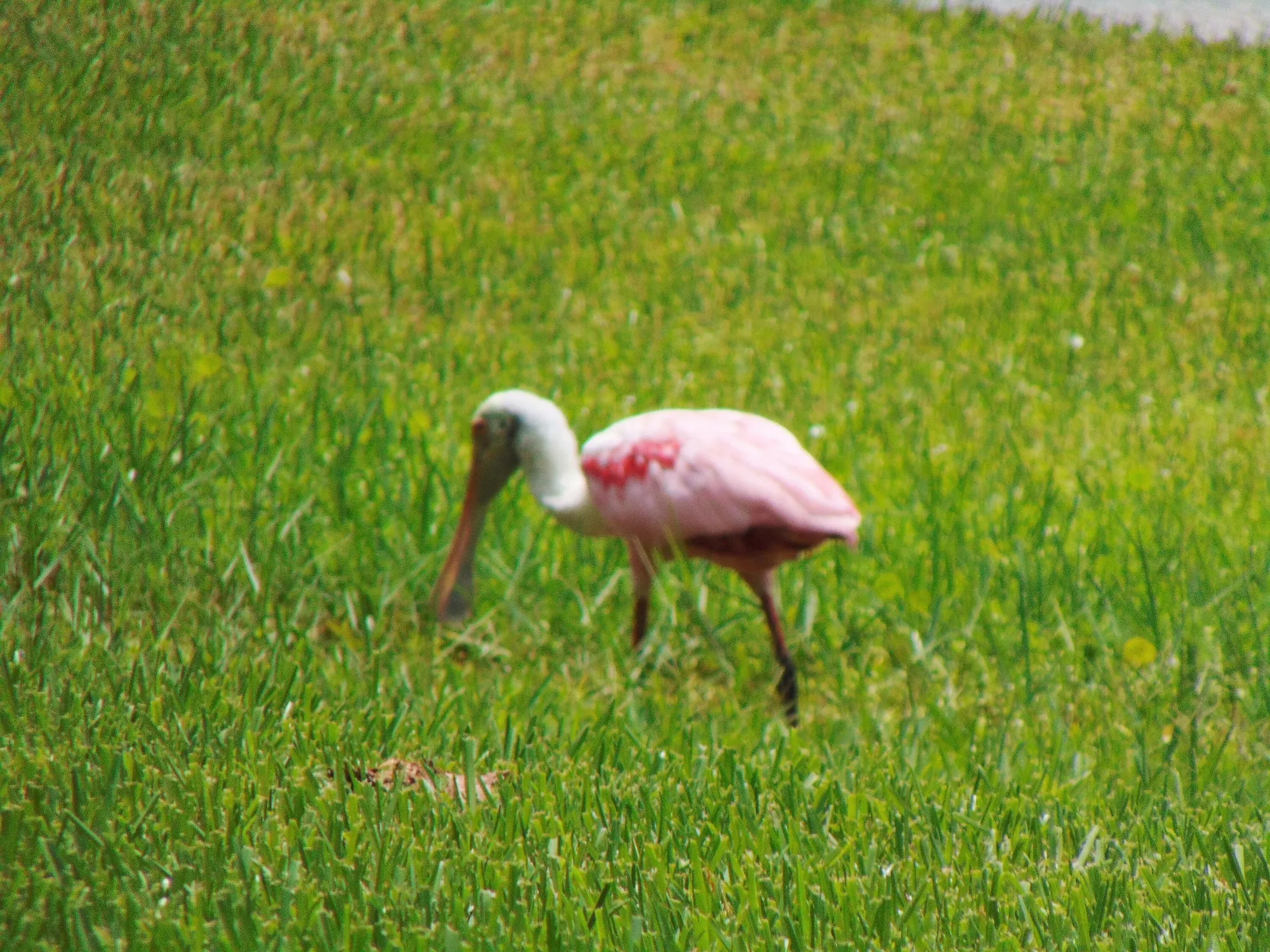 Property Slideshow image 43 of 55 | 1360 democracy ave, Melbourne, FL, 32940