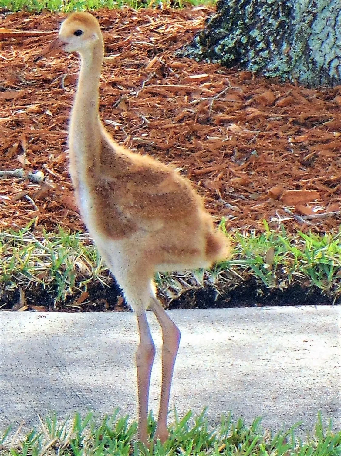 Property Slideshow image 44 of 55 | 1360 democracy ave, Melbourne, FL, 32940