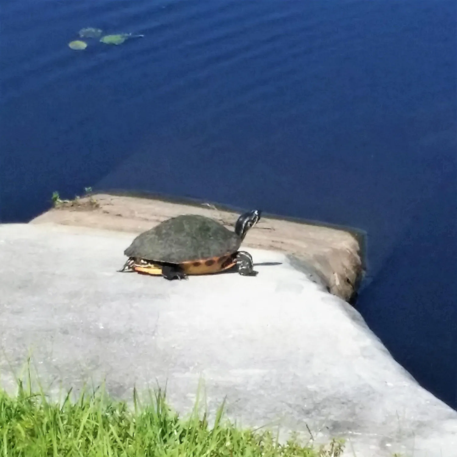 Property Slideshow image 46 of 55 | 1360 democracy ave, Melbourne, FL, 32940