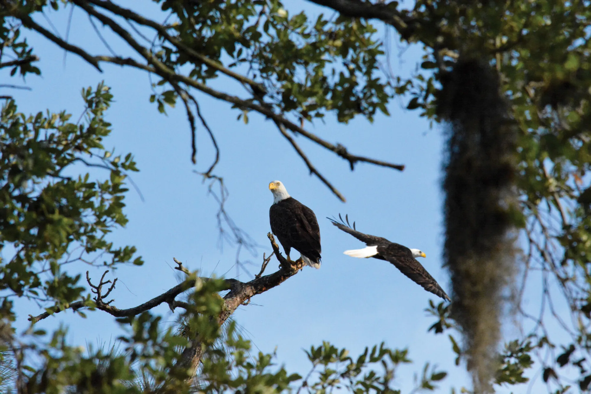 Property Slideshow image 50 of 55 | 1360 democracy ave, Melbourne, FL, 32940