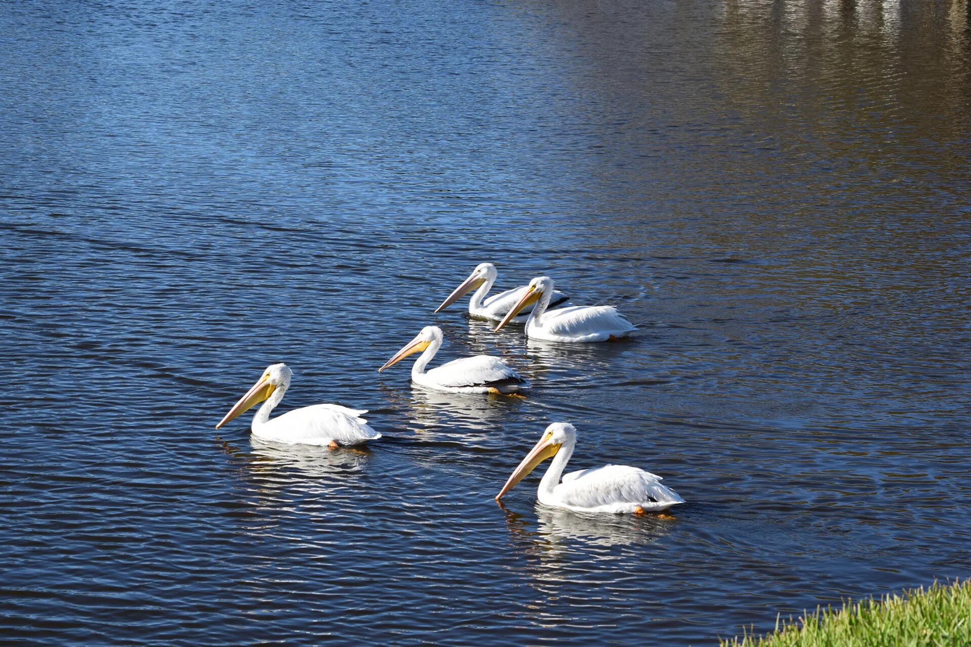 Property Slideshow image 55 of 55 | 1360 democracy ave, Melbourne, FL, 32940