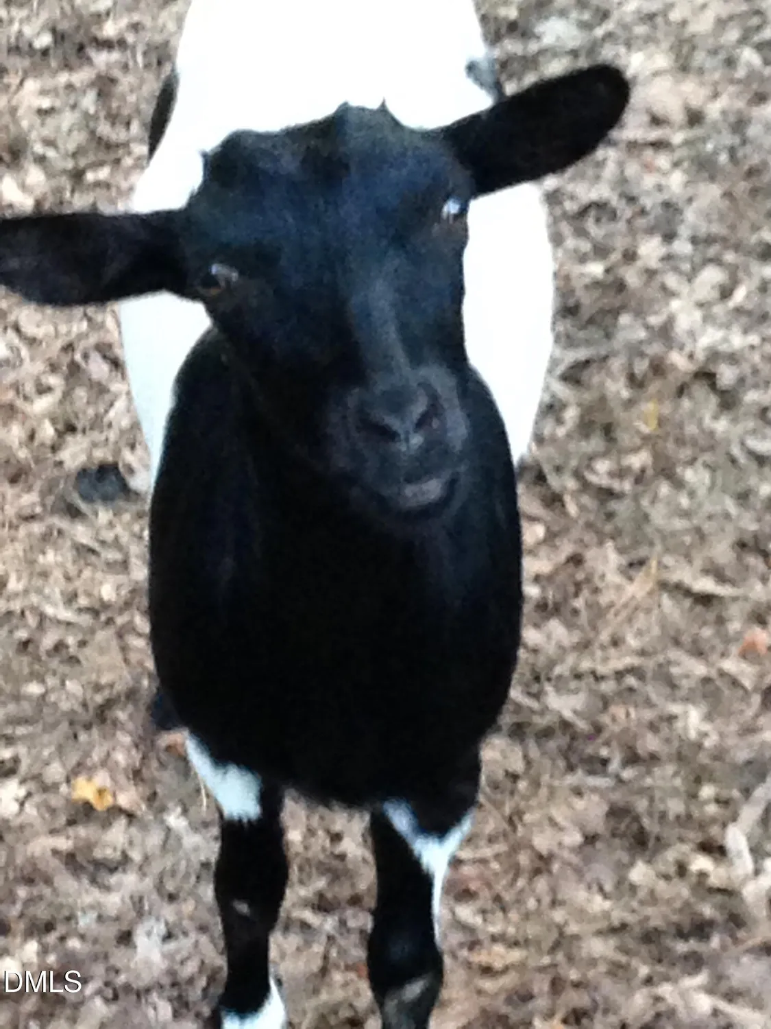 Property Slideshow image 24 of 24 | 520 swim and croquet, Pittsboro, NC, 27312