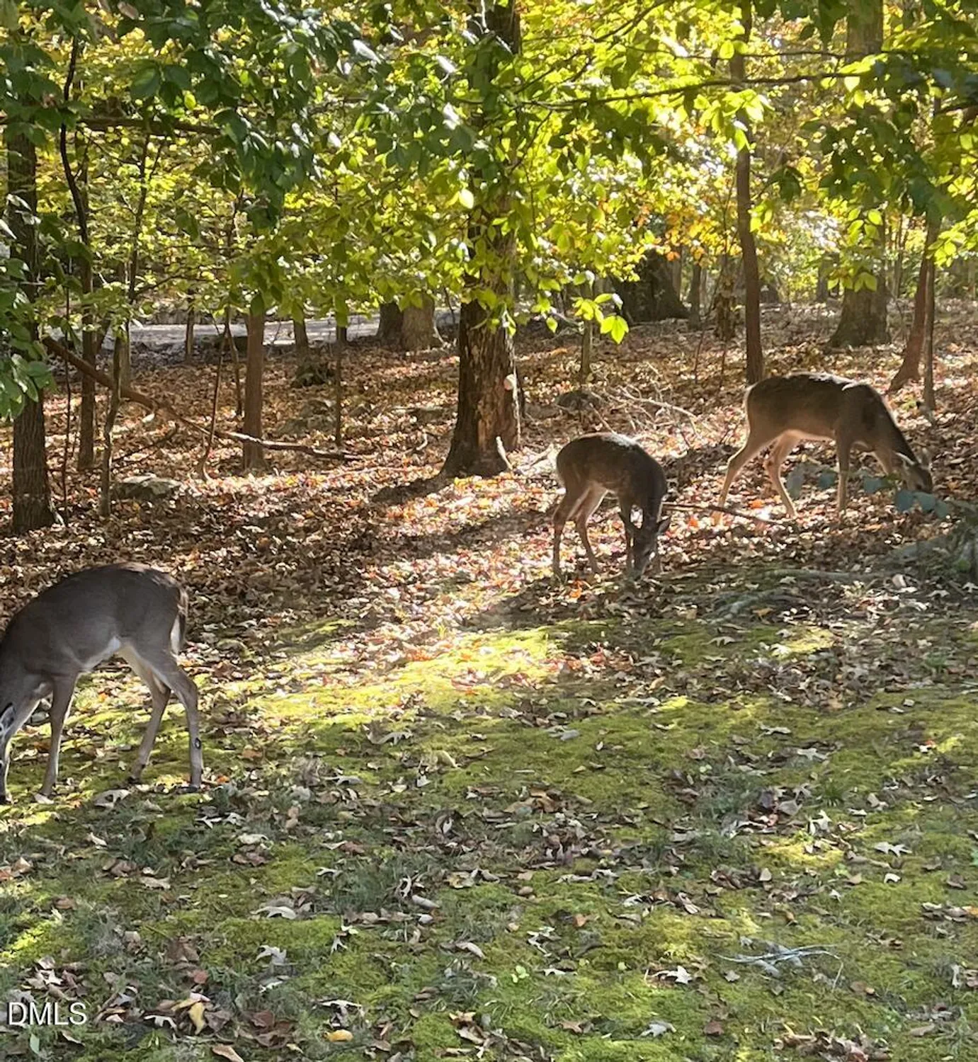 Property Slideshow image 45 of 56 | 480 beechmast, Pittsboro, NC, 27312