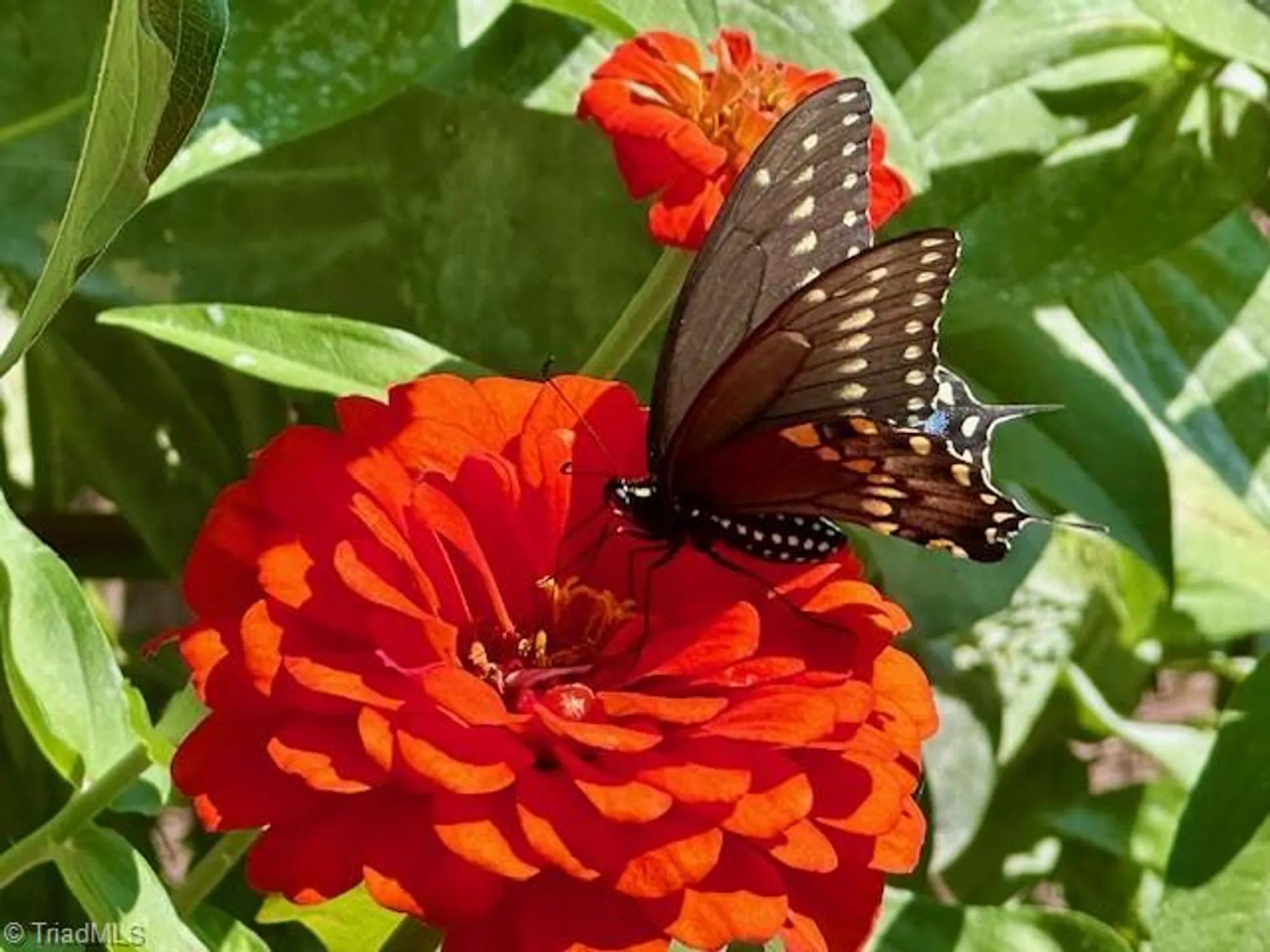 Property Slideshow image 35 of 36 | 1124 hudson dr, Mebane, NC, 27302