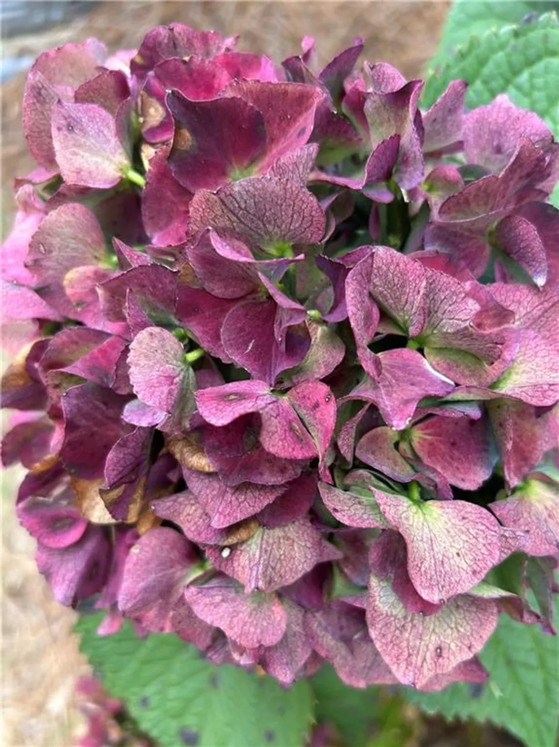 Property Slideshow image 25 of 44 | 2984 rambler dr, Loganville, GA, 30052