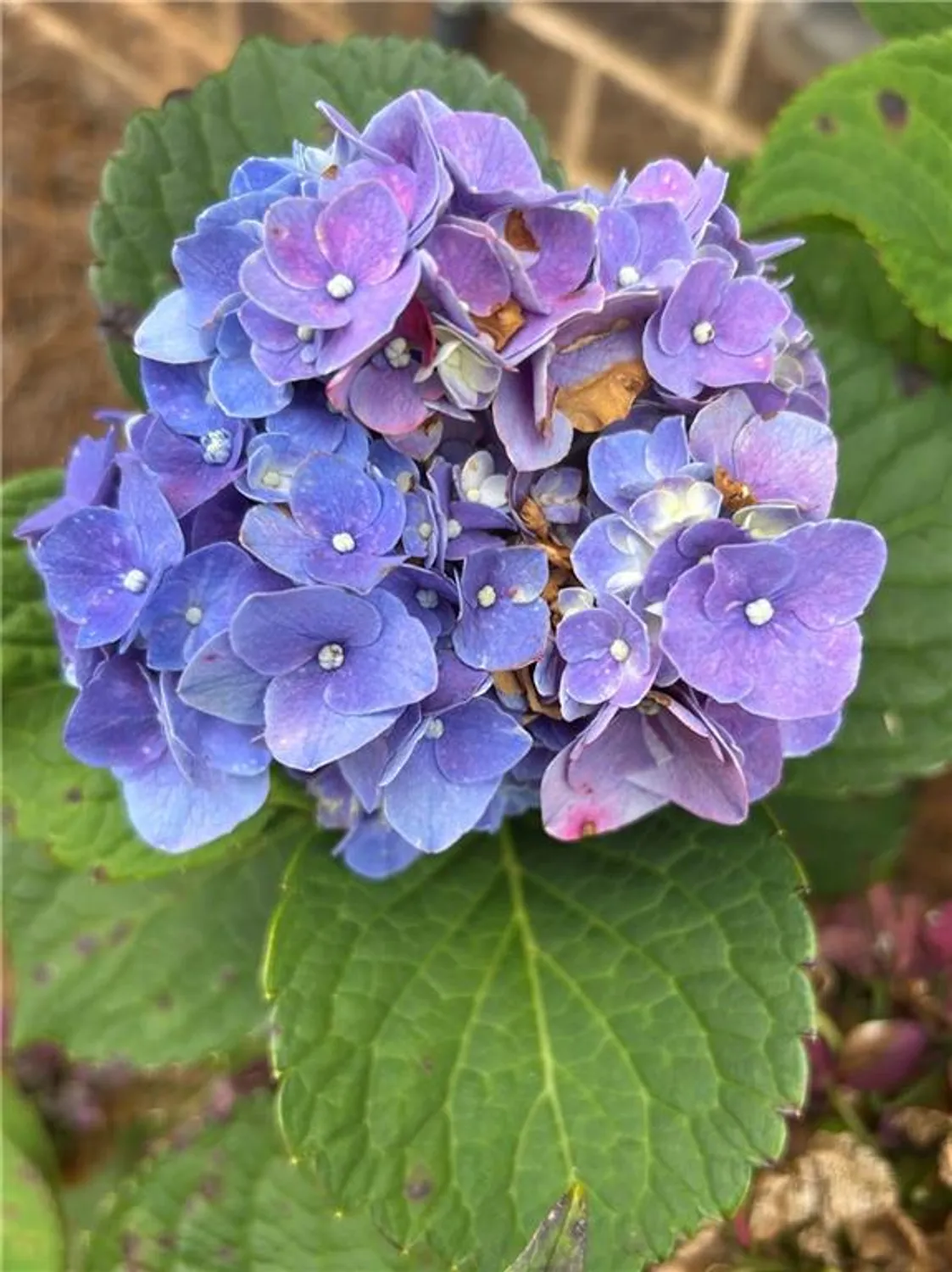 Property Slideshow image 27 of 44 | 2984 rambler dr, Loganville, GA, 30052