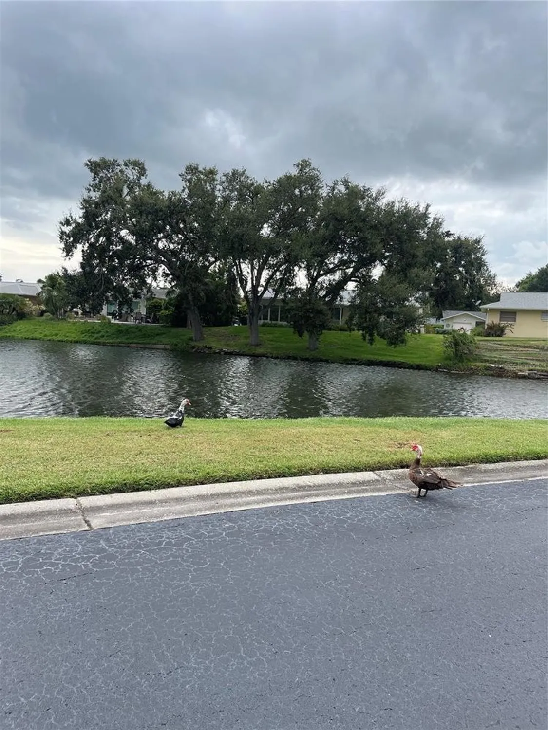 Property Slideshow image 45 of 56 | 3116 highlands blvd # 3116, Palm Harbor, FL, 34684