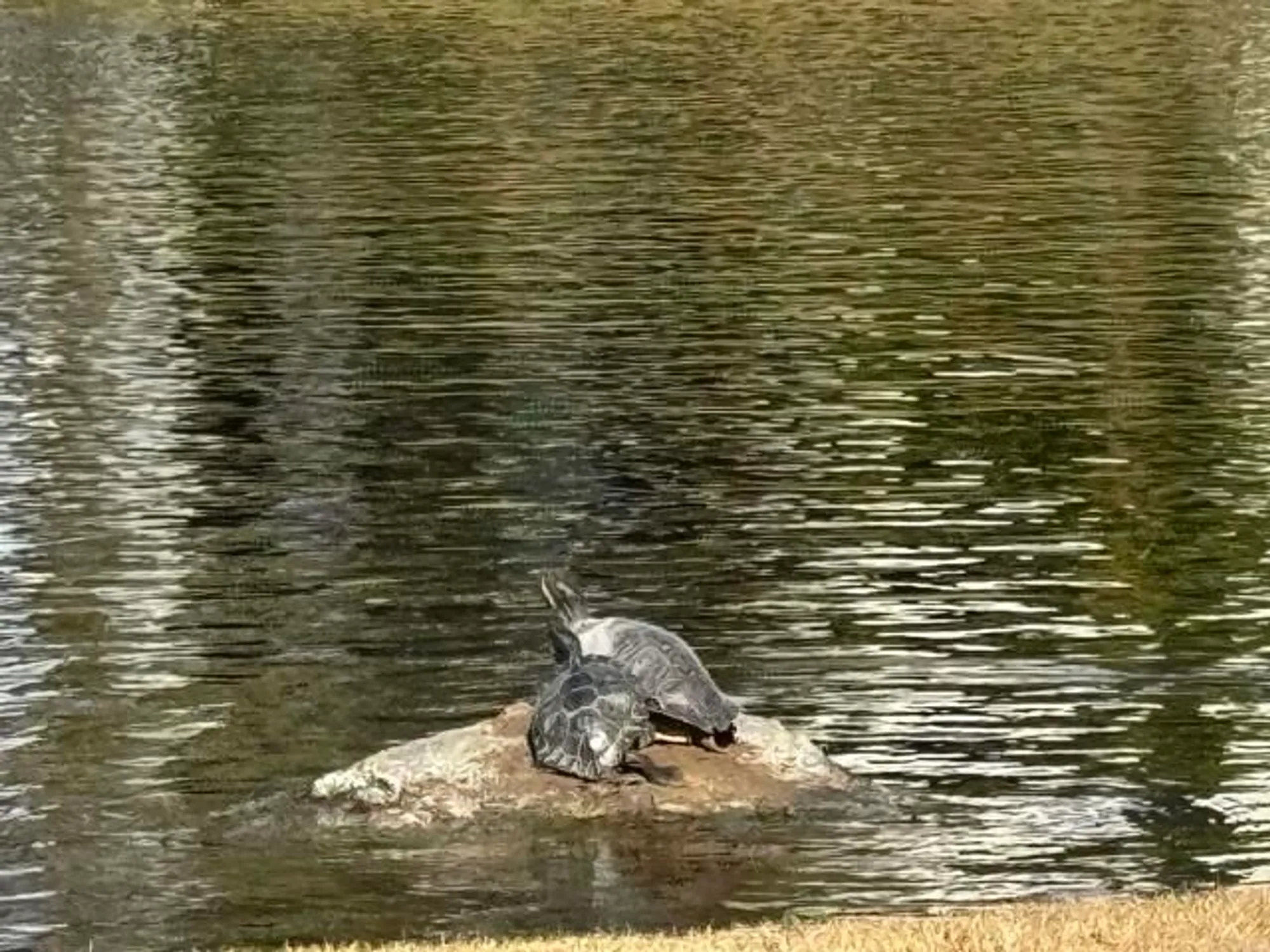 Property Slideshow image 73 of 74 | 3445 don ortega dr, Carlsbad, CA, 92010