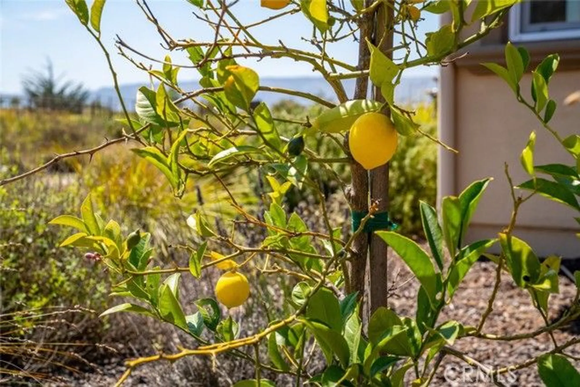 Property Slideshow image 48 of 75 | 1245 justin ln, Nipomo, CA, 93444