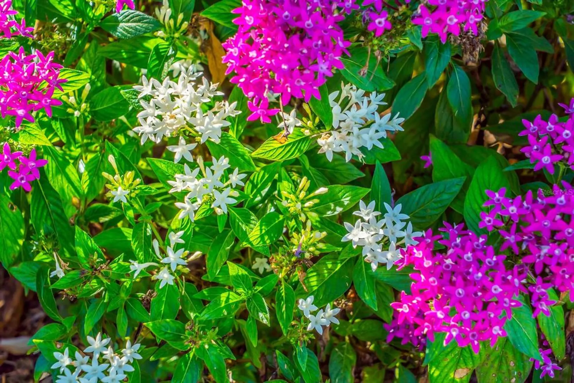 Property Slideshow image 90 of 94 | 5209 lake overlook ave, Bradenton, FL, 34208