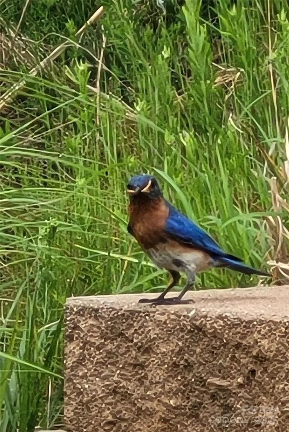 Property Slideshow image 33 of 37 | 1243 greenland dr, Denver, NC, 28037