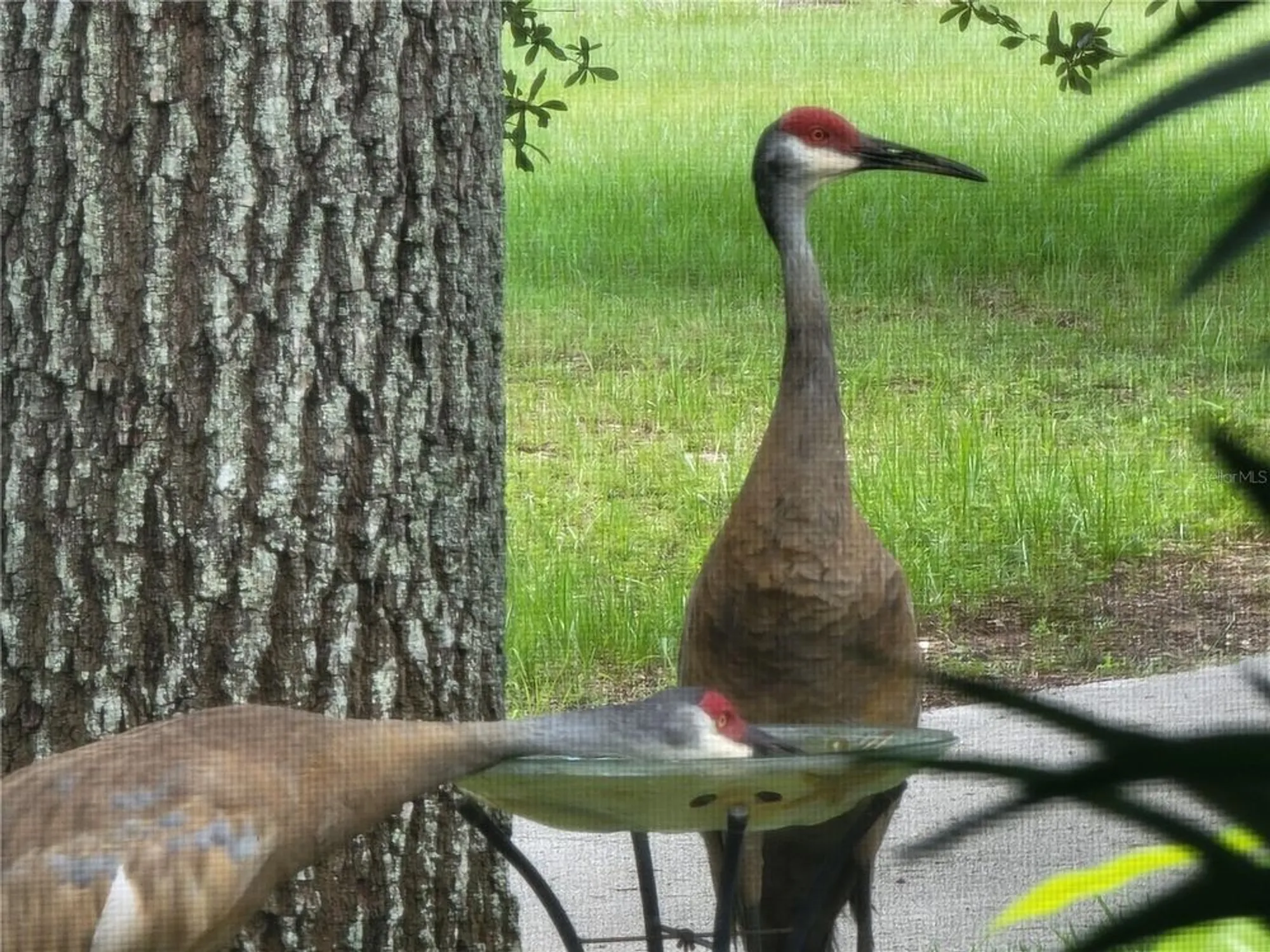 Property Slideshow image 96 of 98 | 3425 mount hope loop, Leesburg, FL, 34748