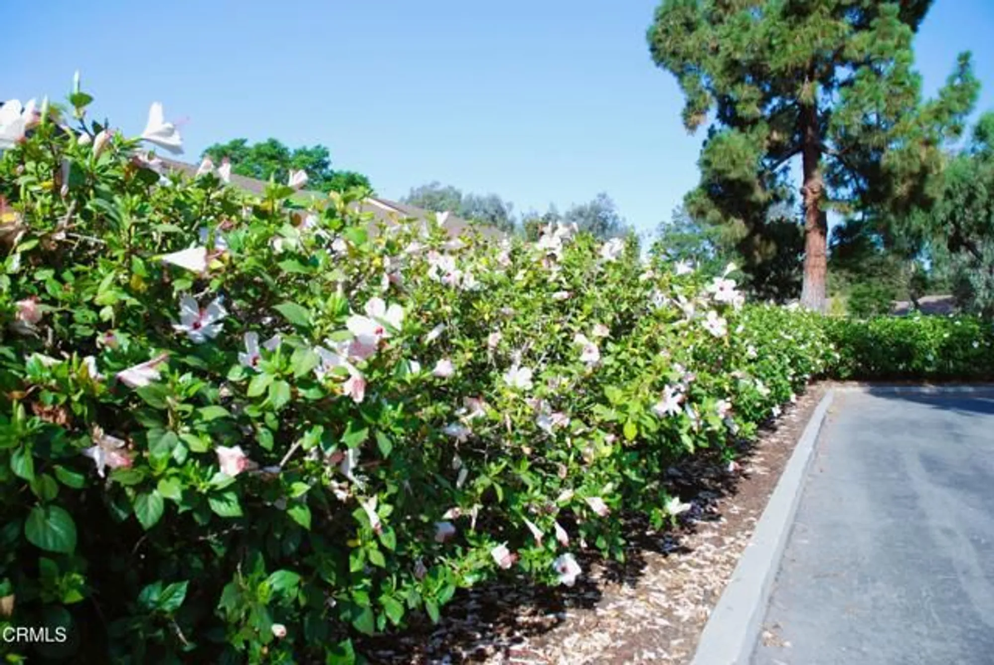 Property Slideshow image 54 of 56 | 6213 village 6, Camarillo, CA, 93012