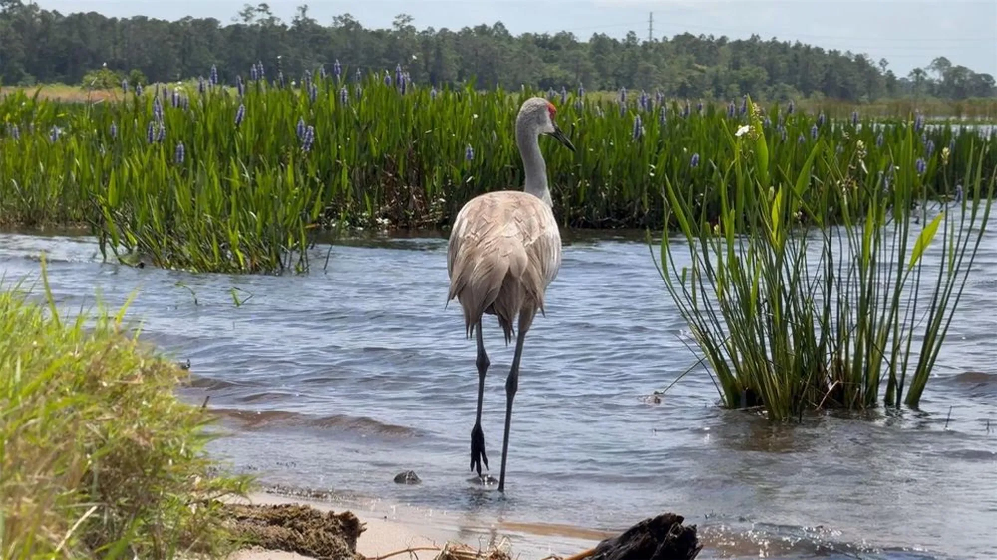 Property Slideshow image 53 of 63 | 4056 ashton club dr, Lake Wales, FL, 33859