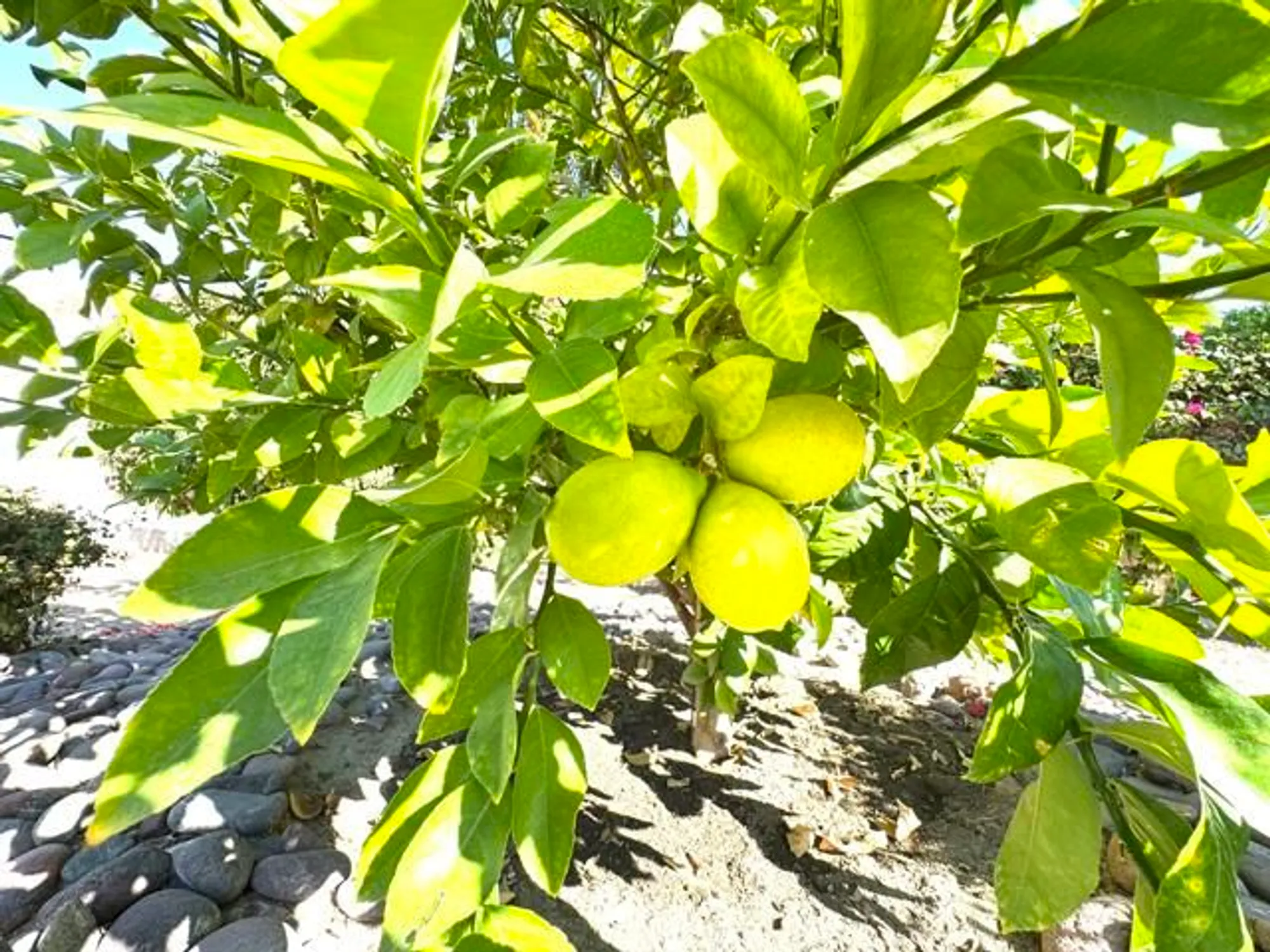 Property Slideshow image 92 of 113 | 80372 camino san lucas, Indio, CA, 92203