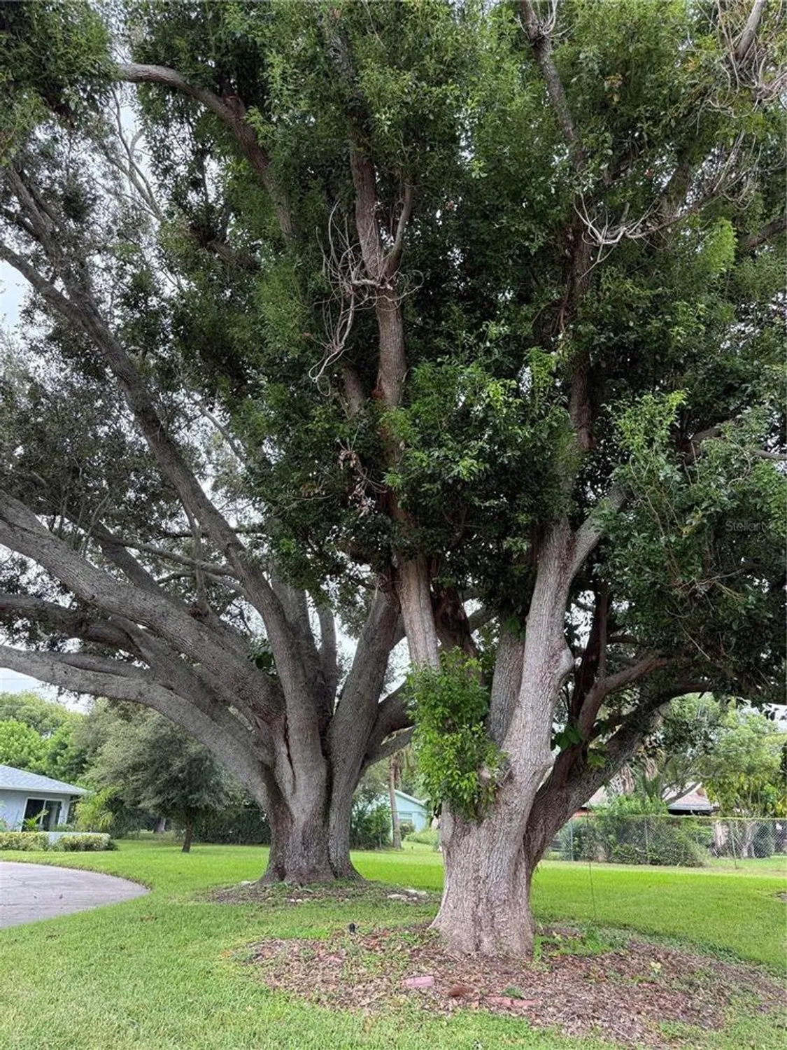 Property Slideshow image 34 of 35 | 1619 whithorn pl d, Palm Harbor, FL, 34684