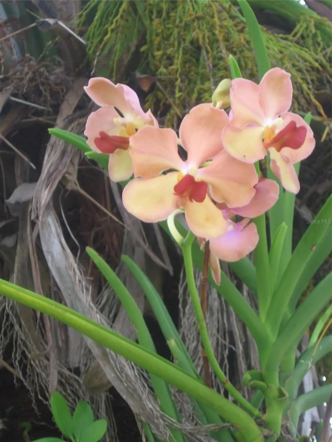 Property Slideshow image 11 of 55 | 3284 gorse ct, Palm Harbor, FL, 34684