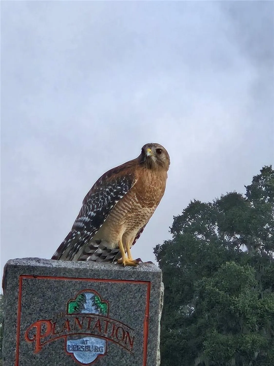 Property Slideshow image 95 of 98 | 3425 mount hope loop, Leesburg, FL, 34748