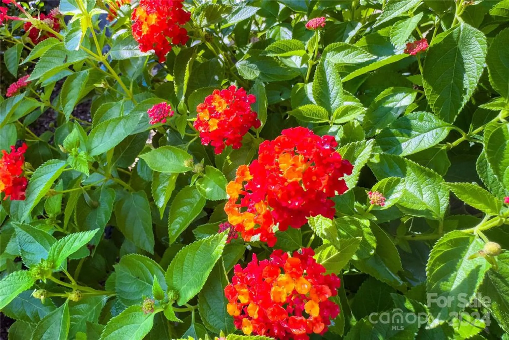 Property Slideshow image 43 of 43 | 4 nectar way, Swannanoa, NC, 28778