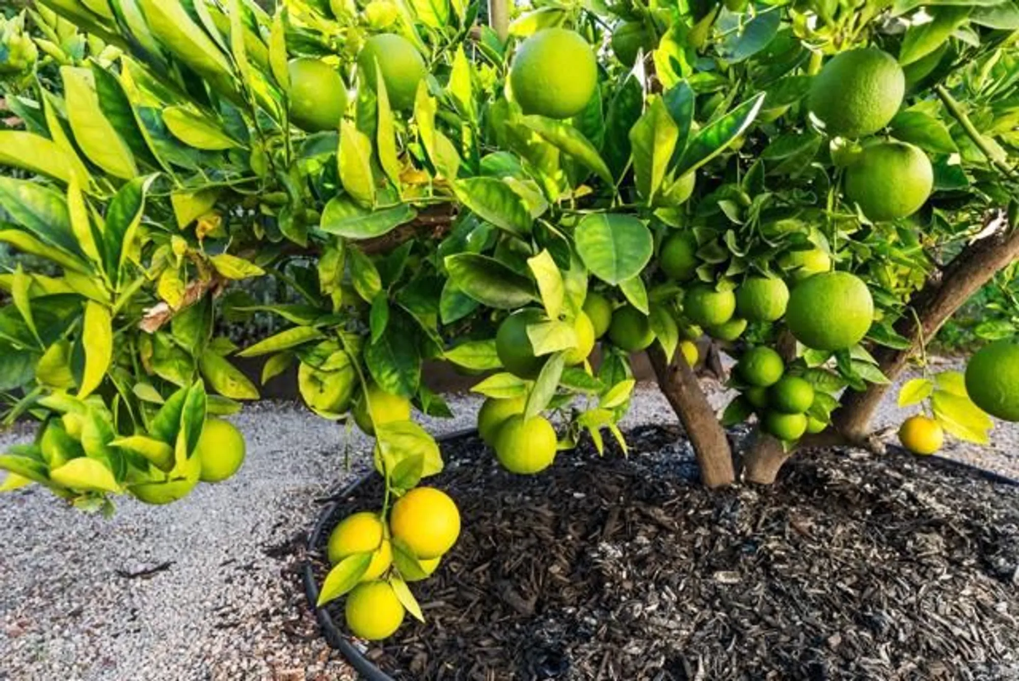 Property Slideshow image 50 of 65 | 16602 san salvador ct, San Diego, CA, 92128