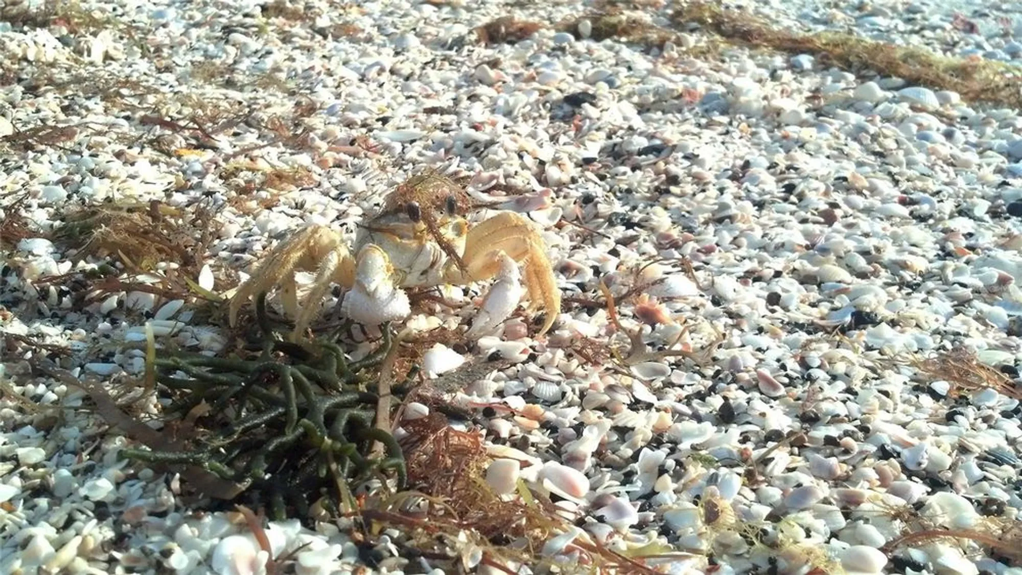 Property Slideshow image 82 of 100 | 610 apple ln, Englewood, FL, 34223