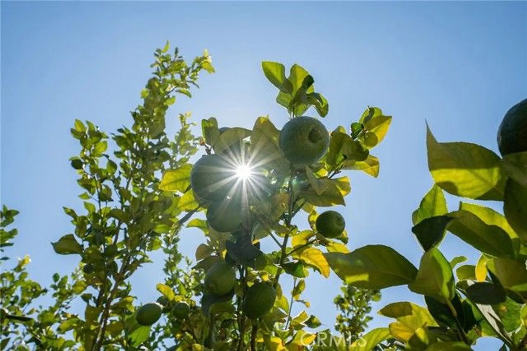 Property Slideshow image 43 of 52 | 2024 tulip ave, Simi Valley, CA, 93063
