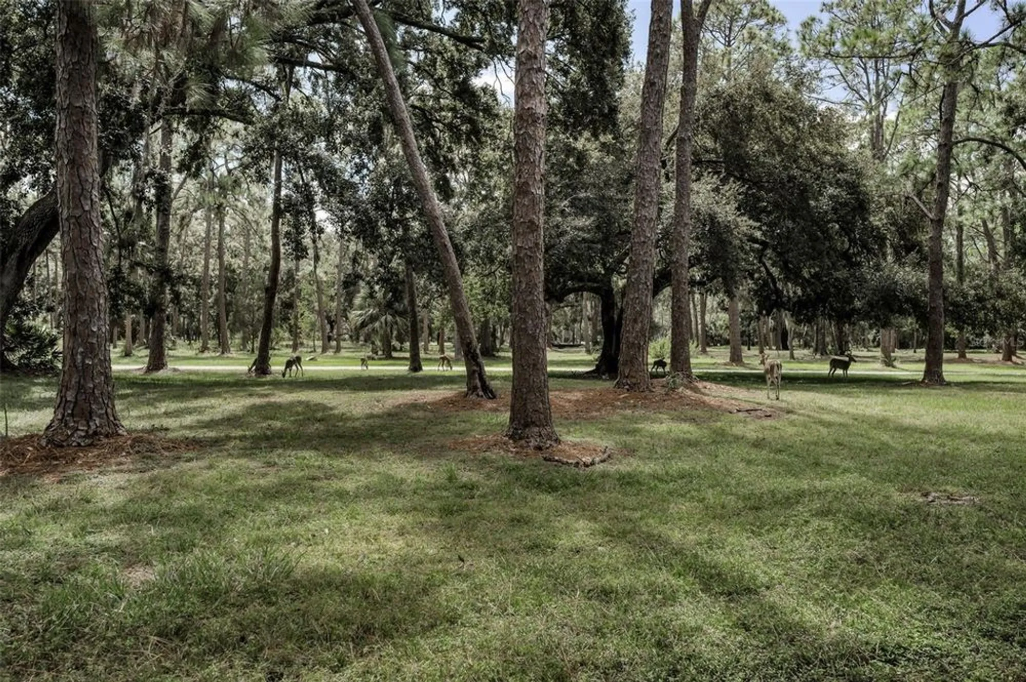 Property Slideshow image 61 of 70 | 921 anchorage ln, Palm Harbor, FL, 34685