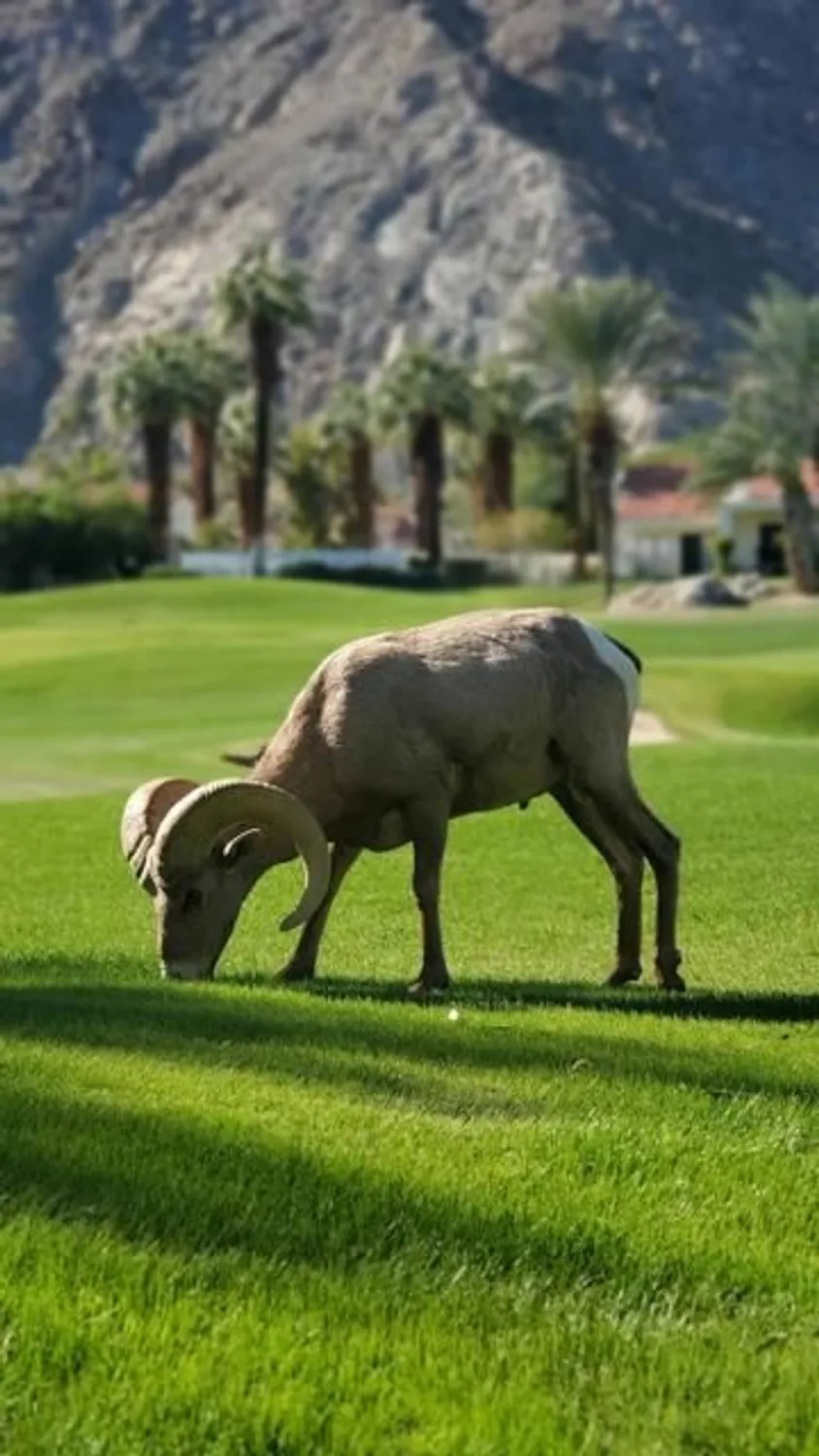 Property Slideshow image 50 of 53 | 55280 riviera, La Quinta, CA, 92253