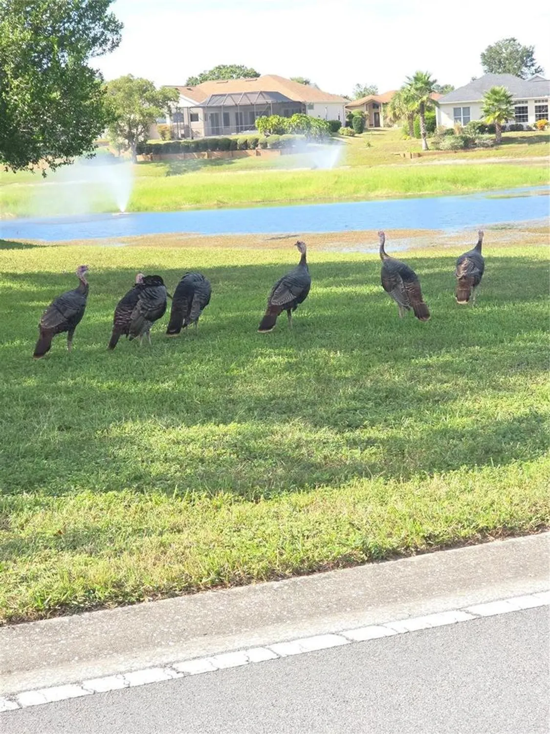 Property Slideshow image 32 of 32 | 9257 bonnie cove dr, Weeki Wachee, FL, 34613