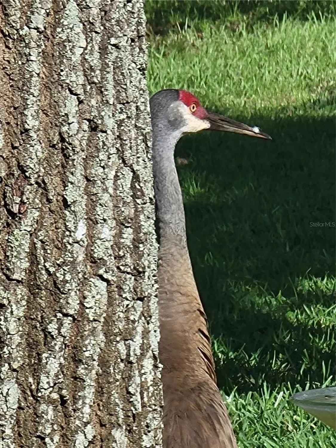 Property Slideshow image 98 of 98 | 3425 mount hope loop, Leesburg, FL, 34748