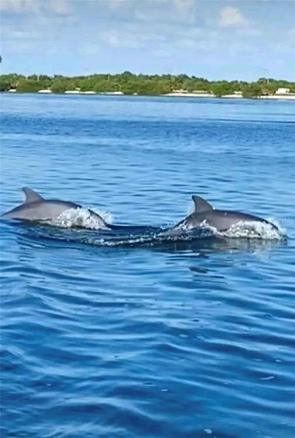 Property Slideshow image 59 of 62 | 6158 palma del mar blvd s apt 306, St Petersburg, FL, 33715