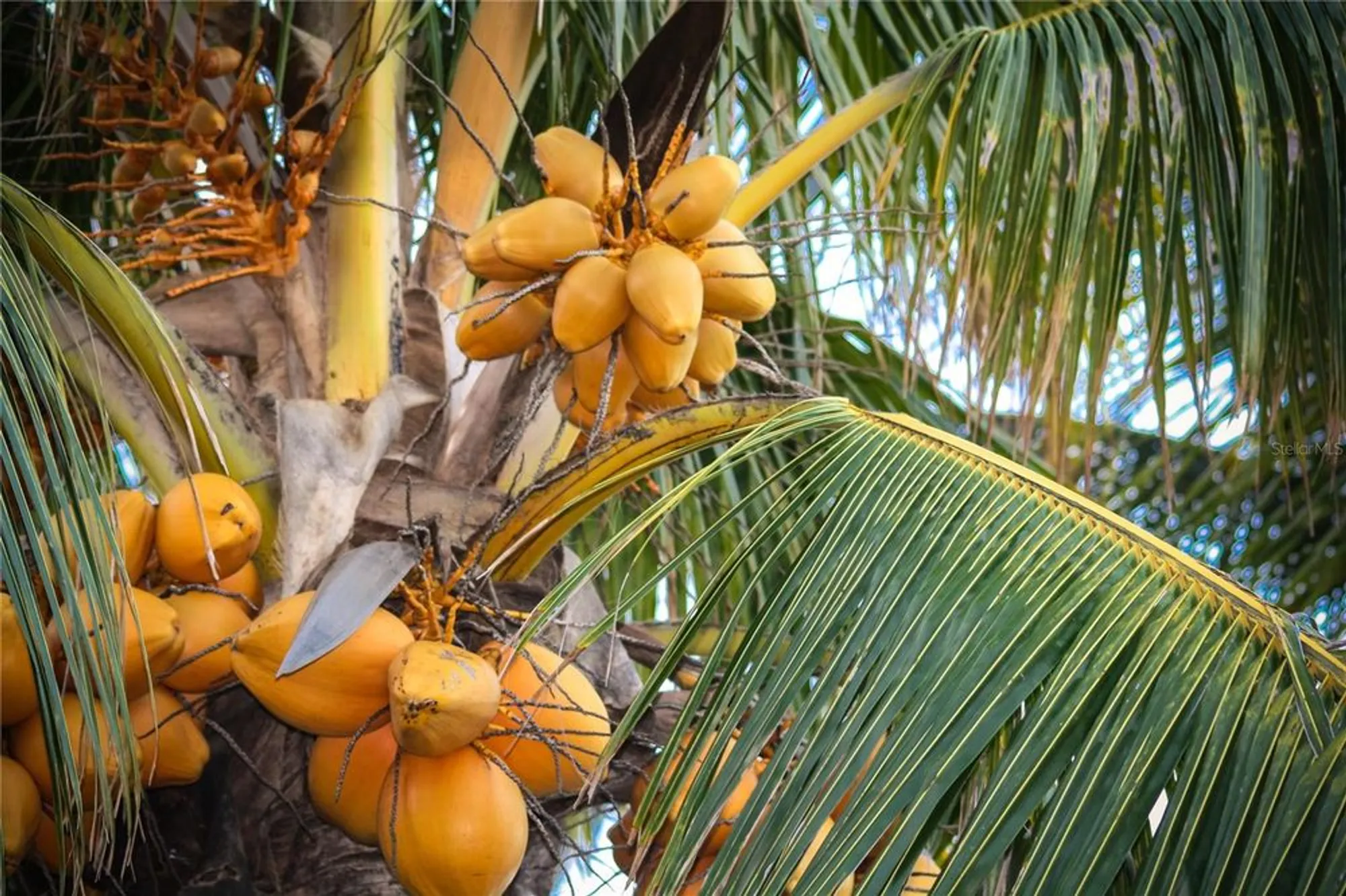 Property Slideshow image 72 of 90 | 568 luna bella ln, New Smyrna Beach, FL, 32168