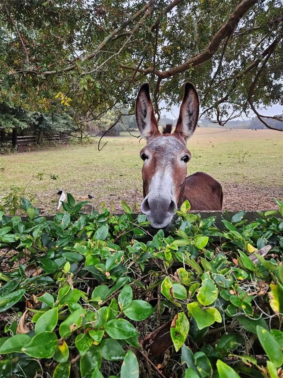 Property Slideshow image 59 of 61 | 17453 se 76th flintlock ter, The Villages, FL, 32162