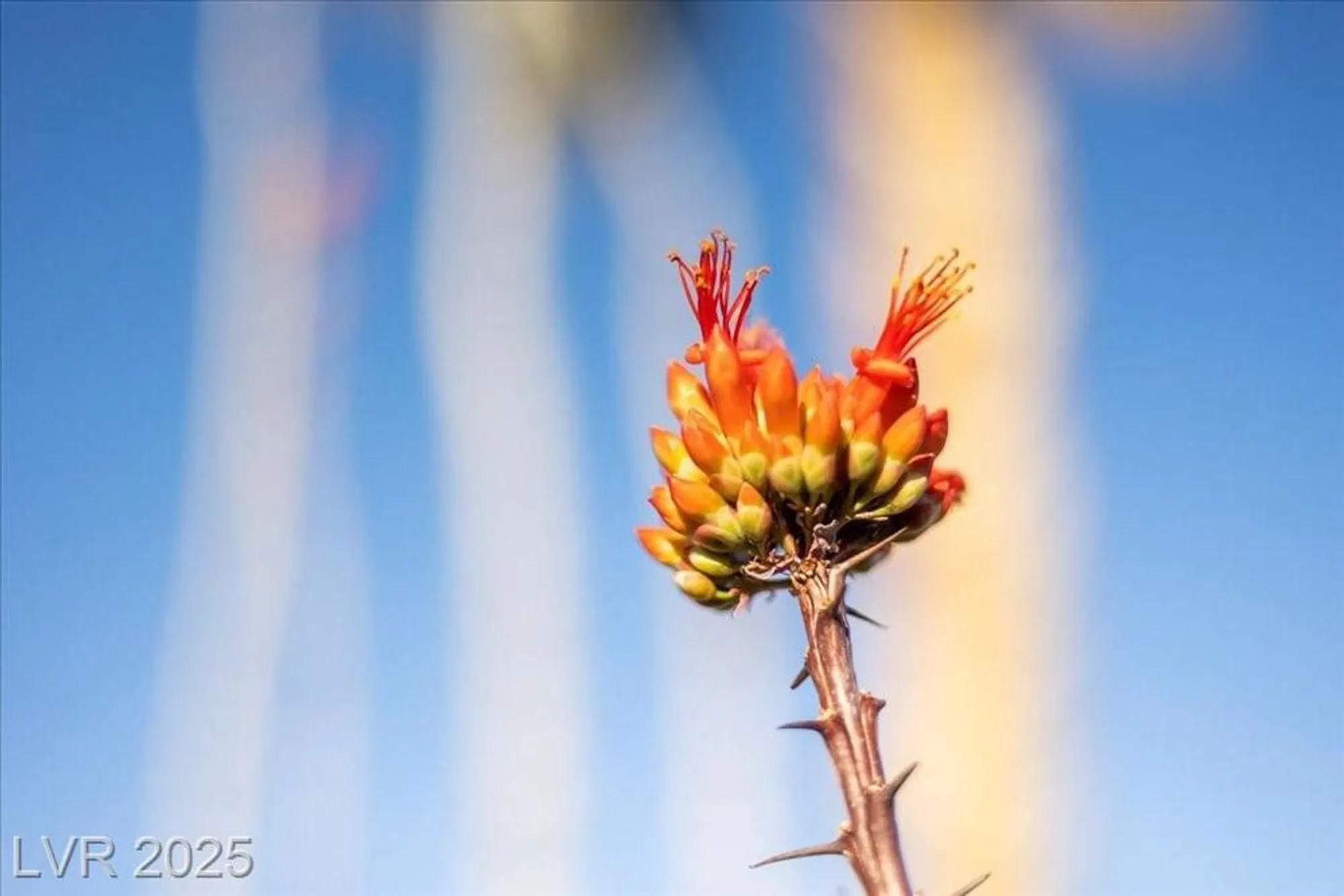 Property Slideshow image 63 of 78 | 2508 faiss dr, Las Vegas, NV, 89134