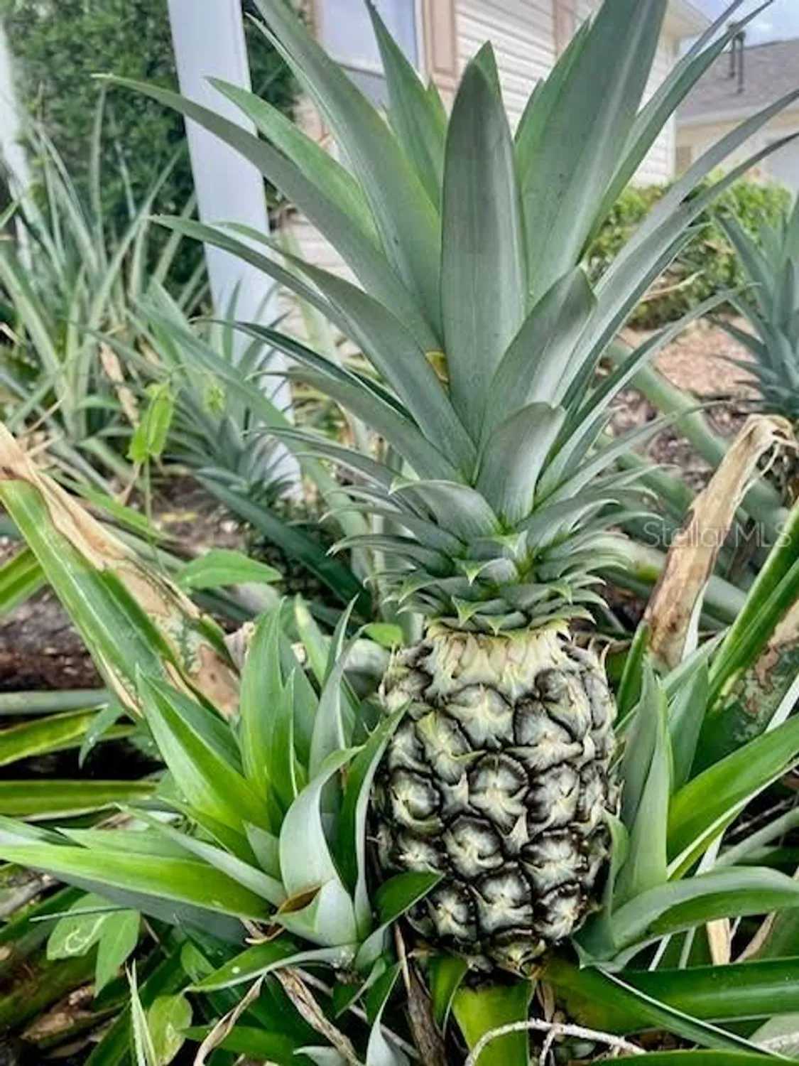 Property Slideshow image 41 of 45 | 17694 se 84th peyton ct, The Villages, FL, 32162