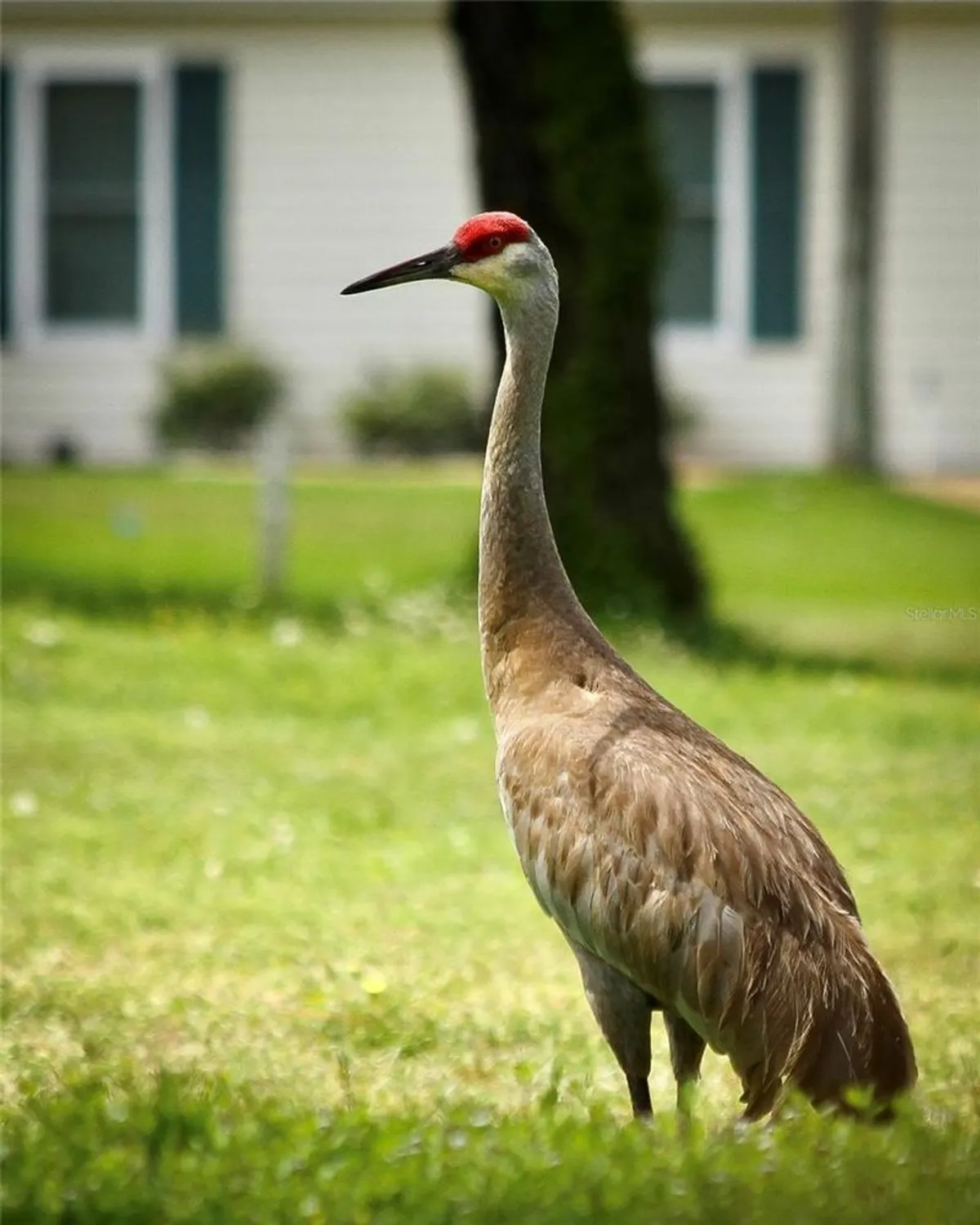 Property Slideshow image 91 of 93 | 13816 sw 112th ter, Dunnellon, FL, 34432