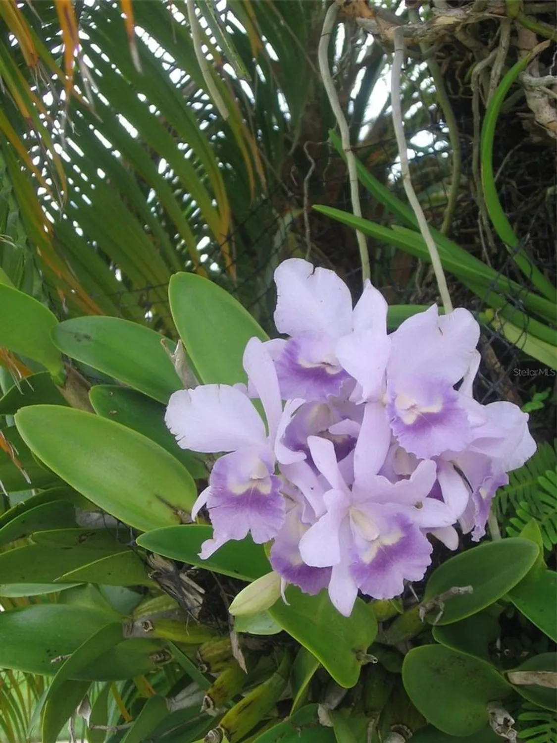 Property Slideshow image 10 of 55 | 3284 gorse ct, Palm Harbor, FL, 34684