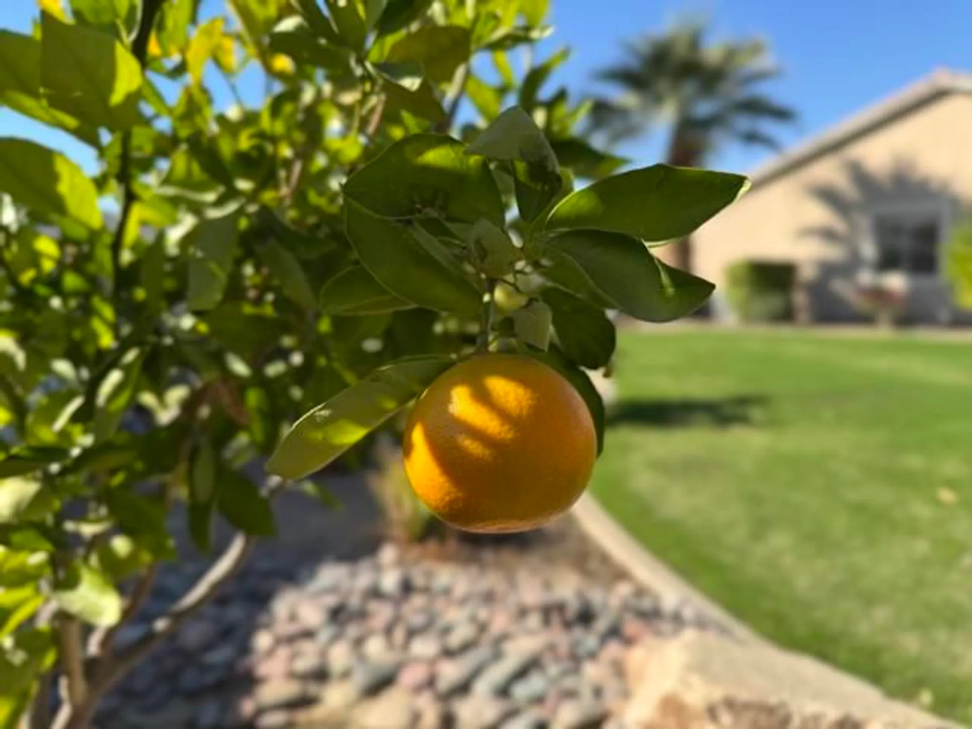 Property Slideshow image 89 of 113 | 80372 camino san lucas, Indio, CA, 92203