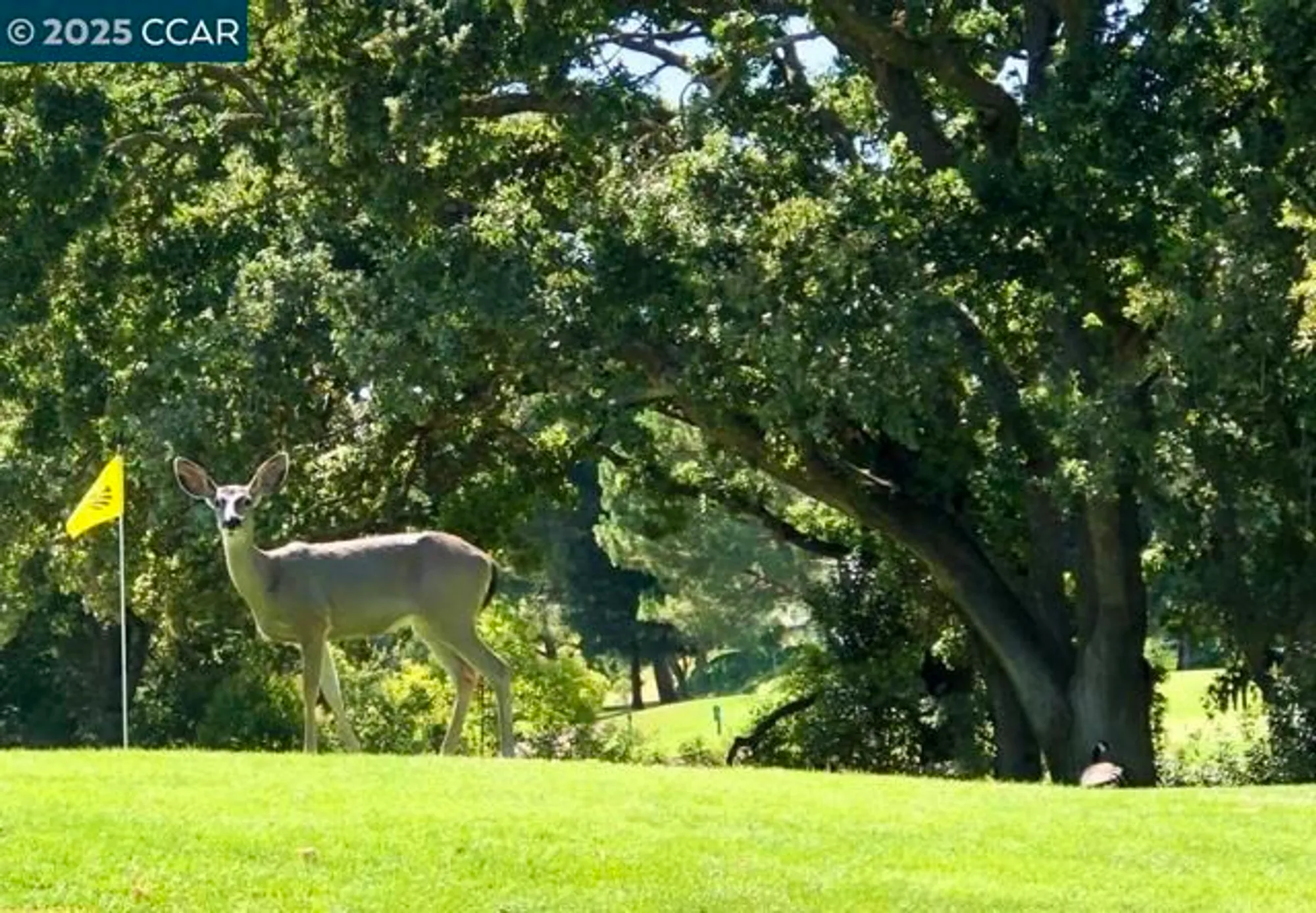 Property Slideshow image 40 of 48 | 2933 ptarmigan dr 3, Walnut Creek, CA, 94595