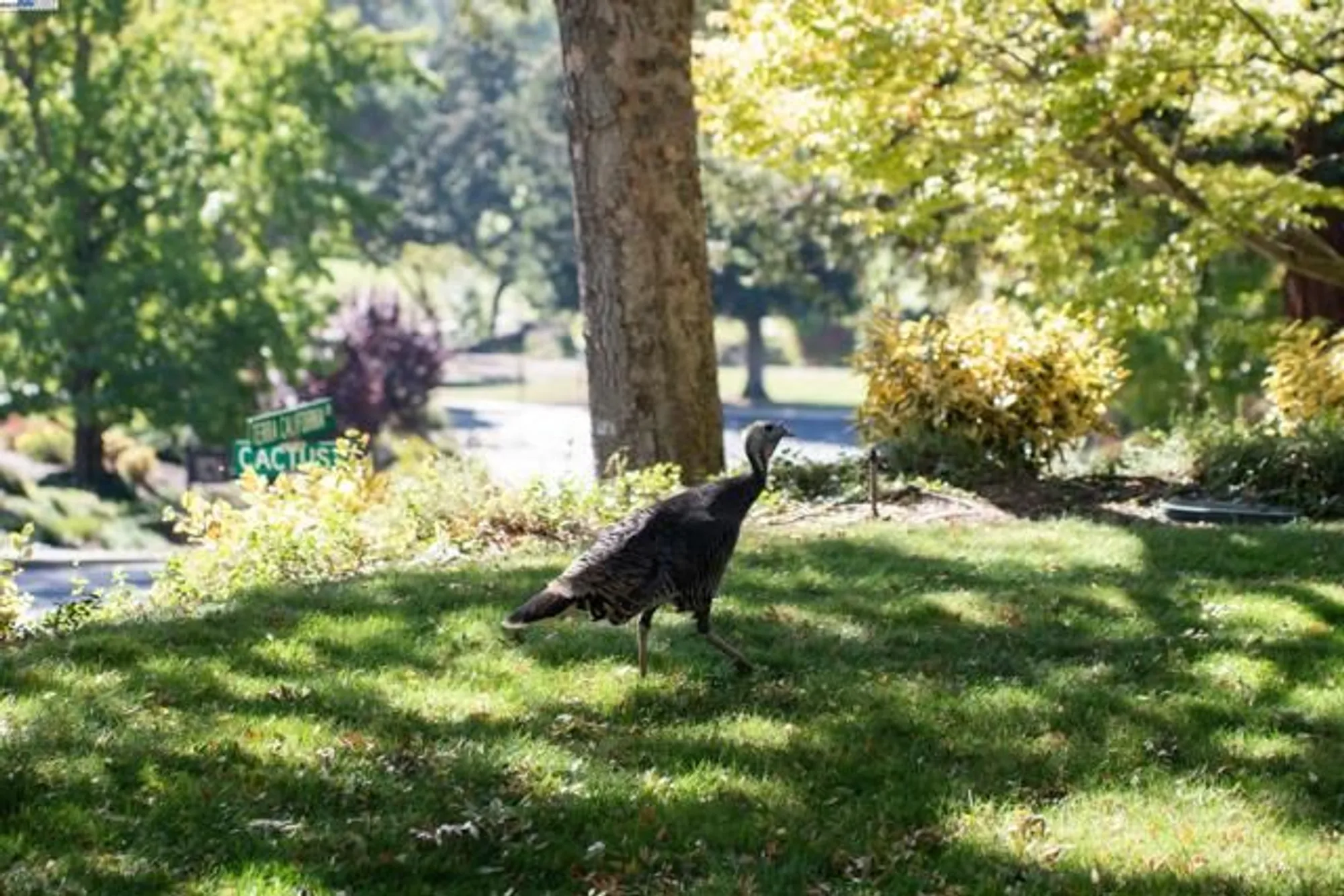 Property Slideshow image 27 of 31 | 900 terra california dr apt 2, Walnut Creek, CA, 94595