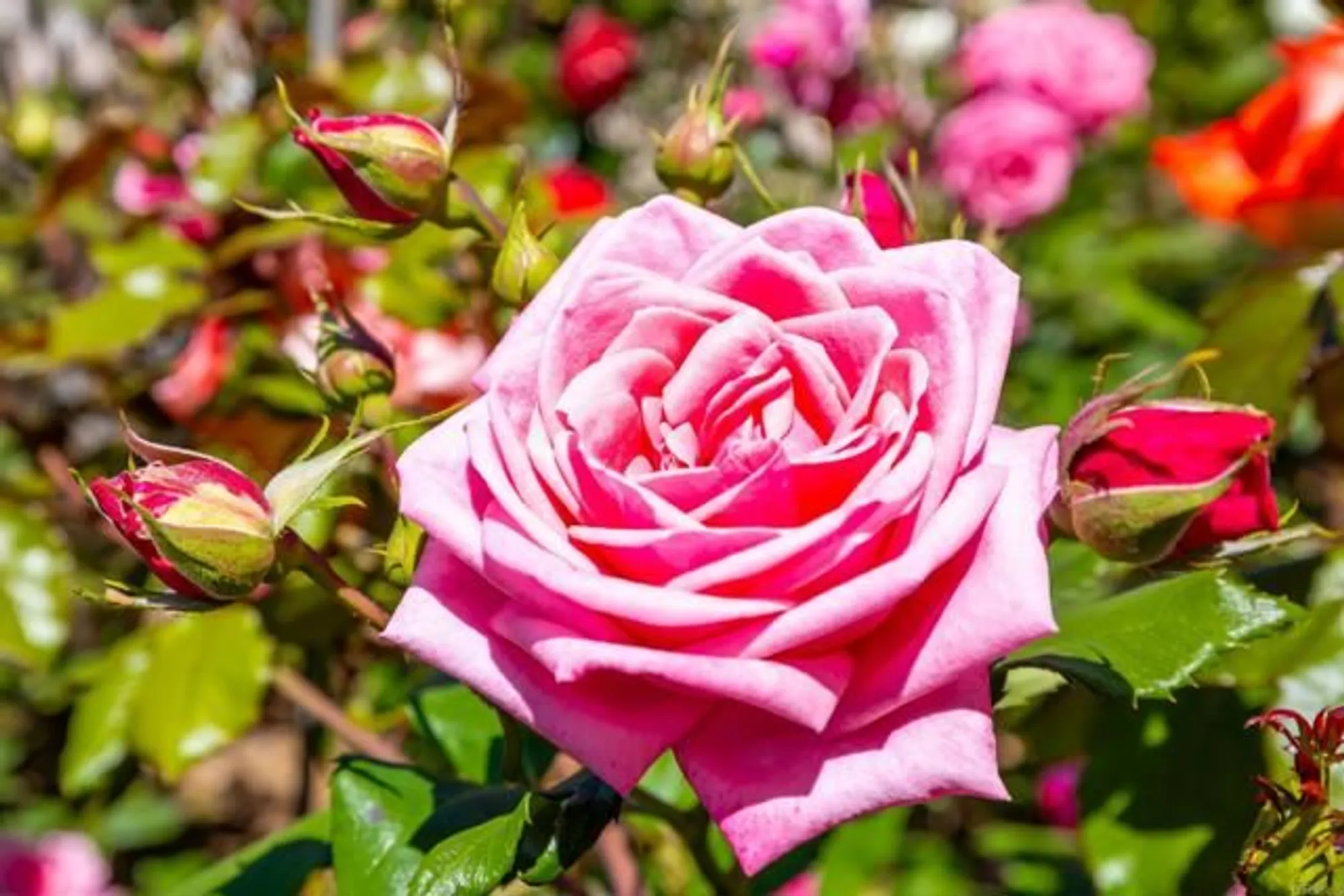 Property Slideshow image 50 of 58 | 1057 ridge heights dr, Fallbrook, CA, 92028