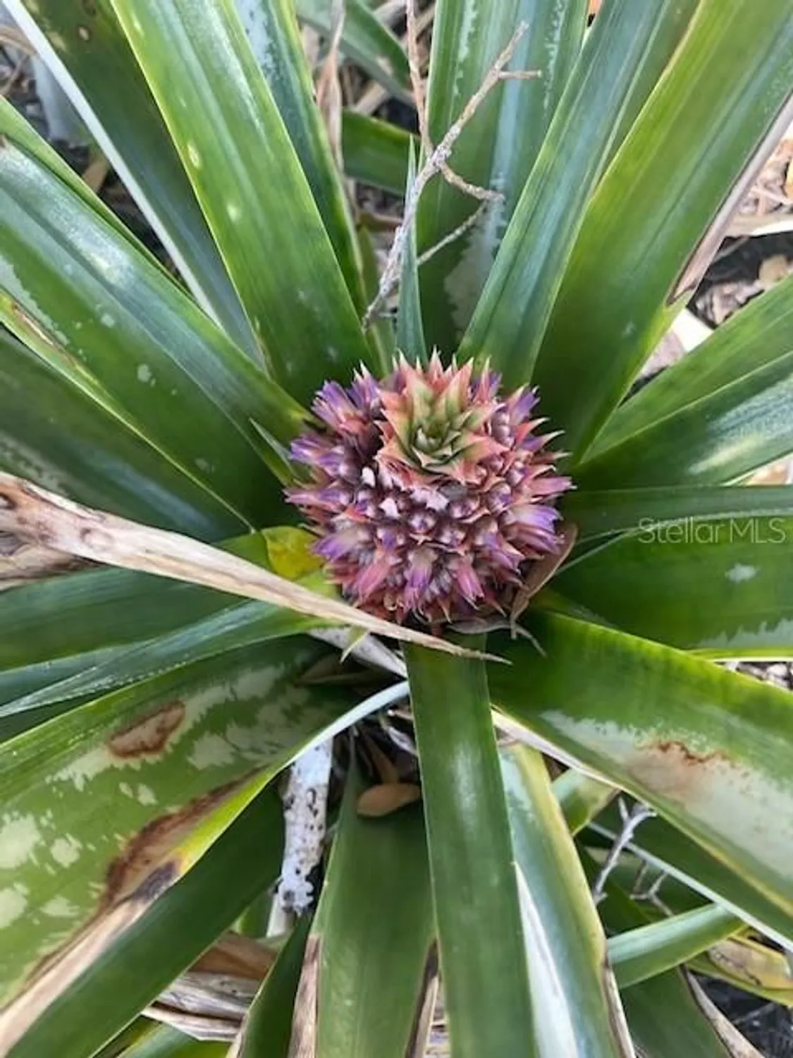 Property Slideshow image 45 of 45 | 17694 se 84th peyton ct, The Villages, FL, 32162