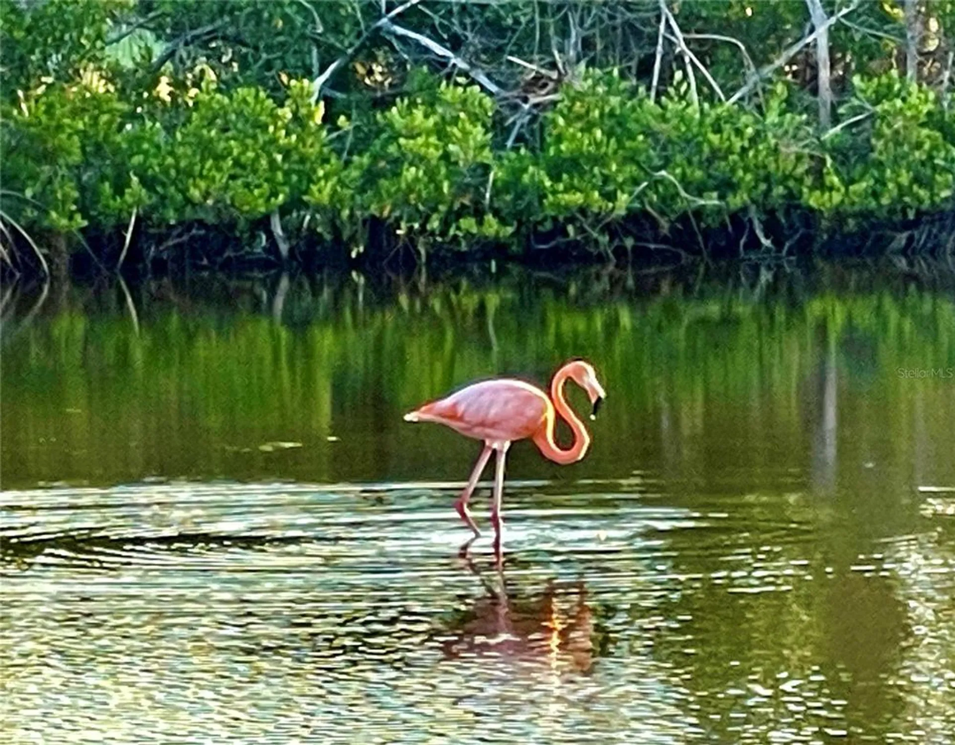 Property Slideshow image 38 of 38 | 2254 norwegian dr 46, Clearwater, FL, 33763