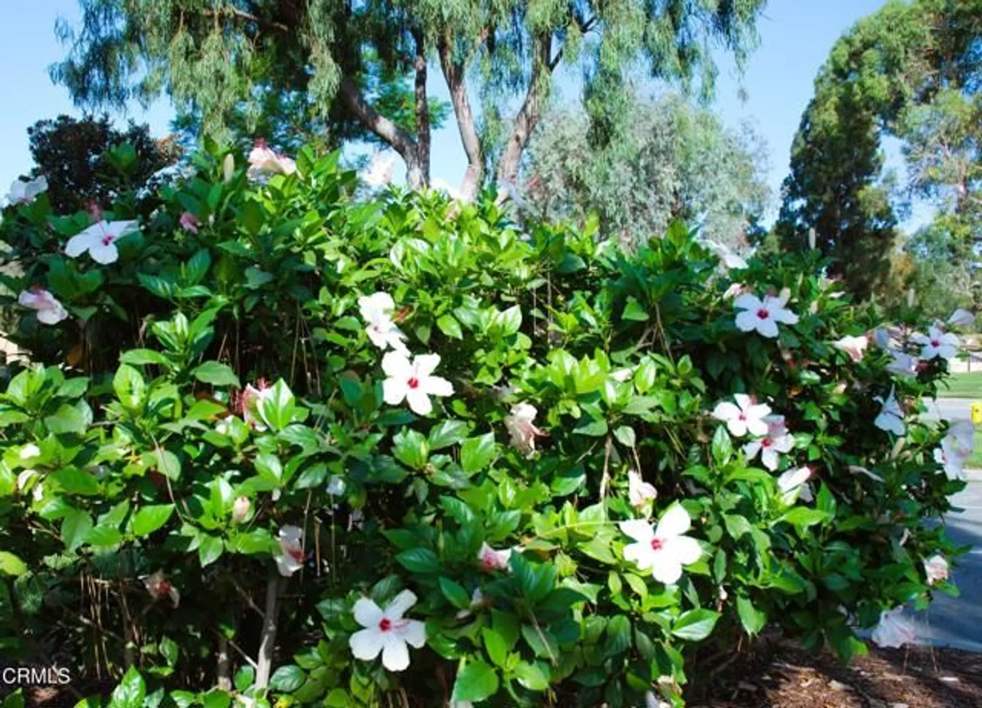 Property Slideshow image 55 of 56 | 6213 village 6, Camarillo, CA, 93012