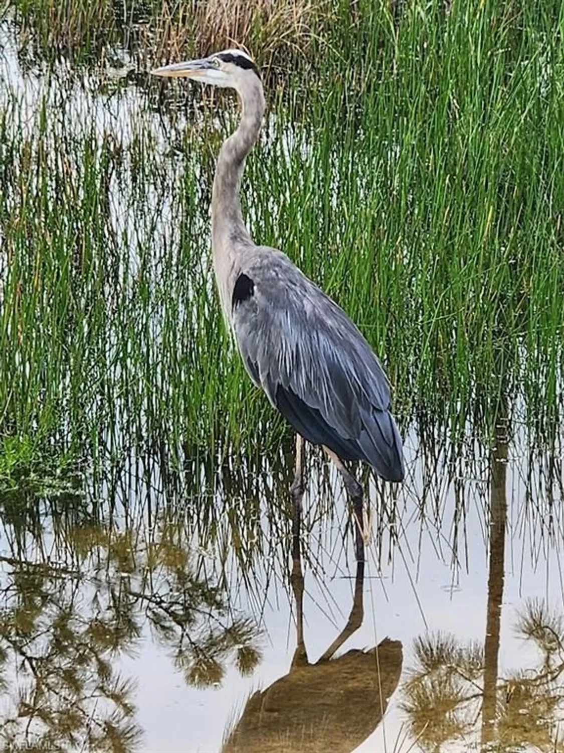 Property Slideshow image 34 of 36 | 10110 colonial country club blvd apt 105, Fort Myers, FL, 33913
