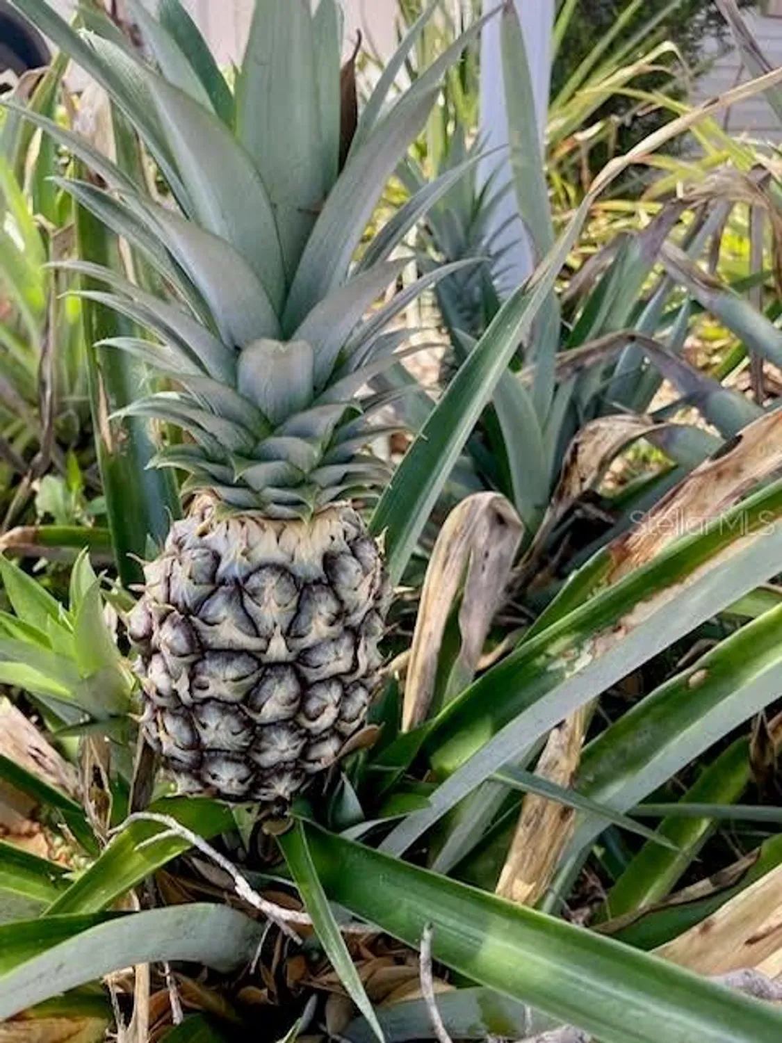 Property Slideshow image 40 of 45 | 17694 se 84th peyton ct, The Villages, FL, 32162