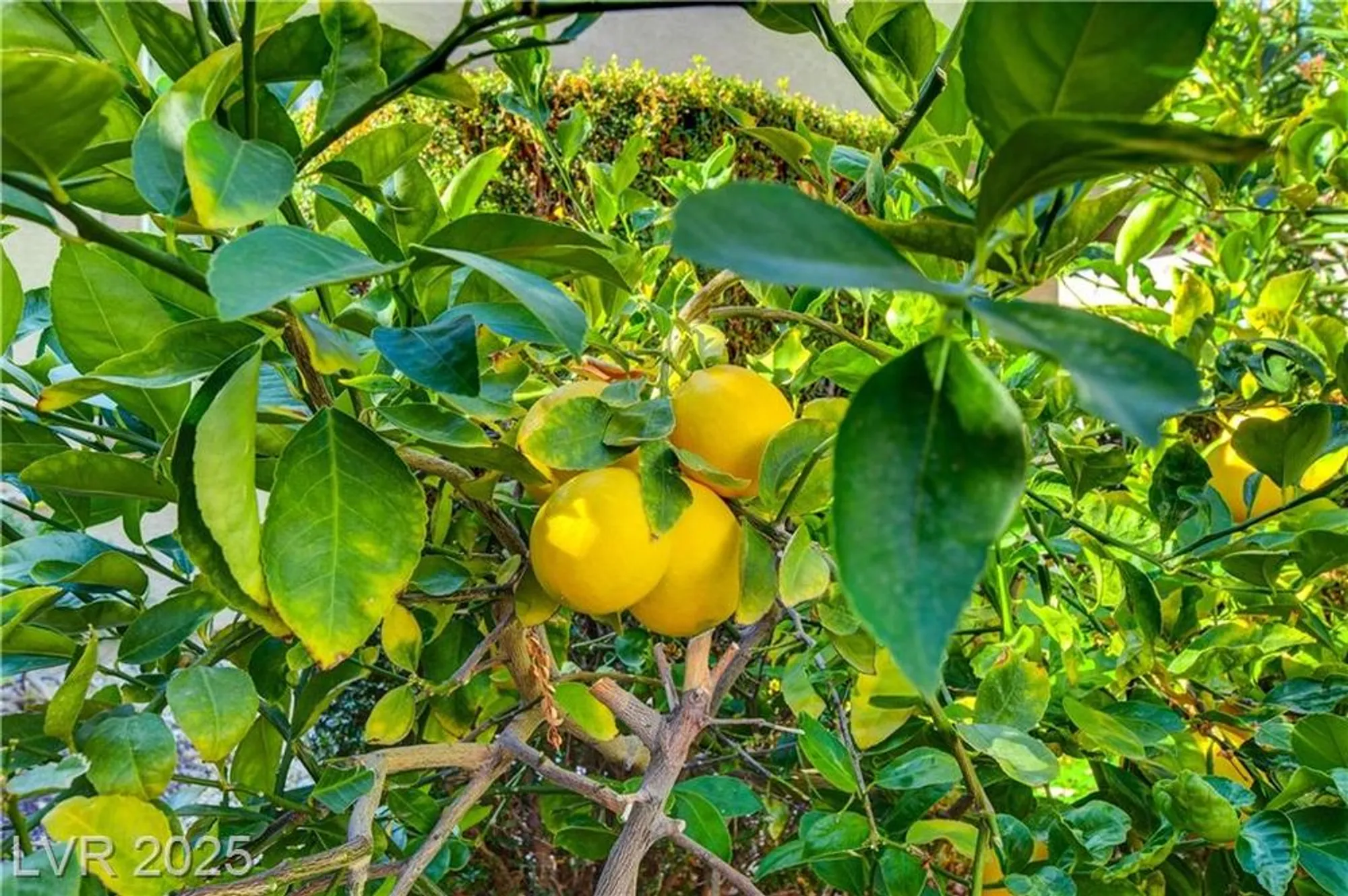 Property Slideshow image 13 of 19 | 2554 crater rock st, Henderson, NV, 89044