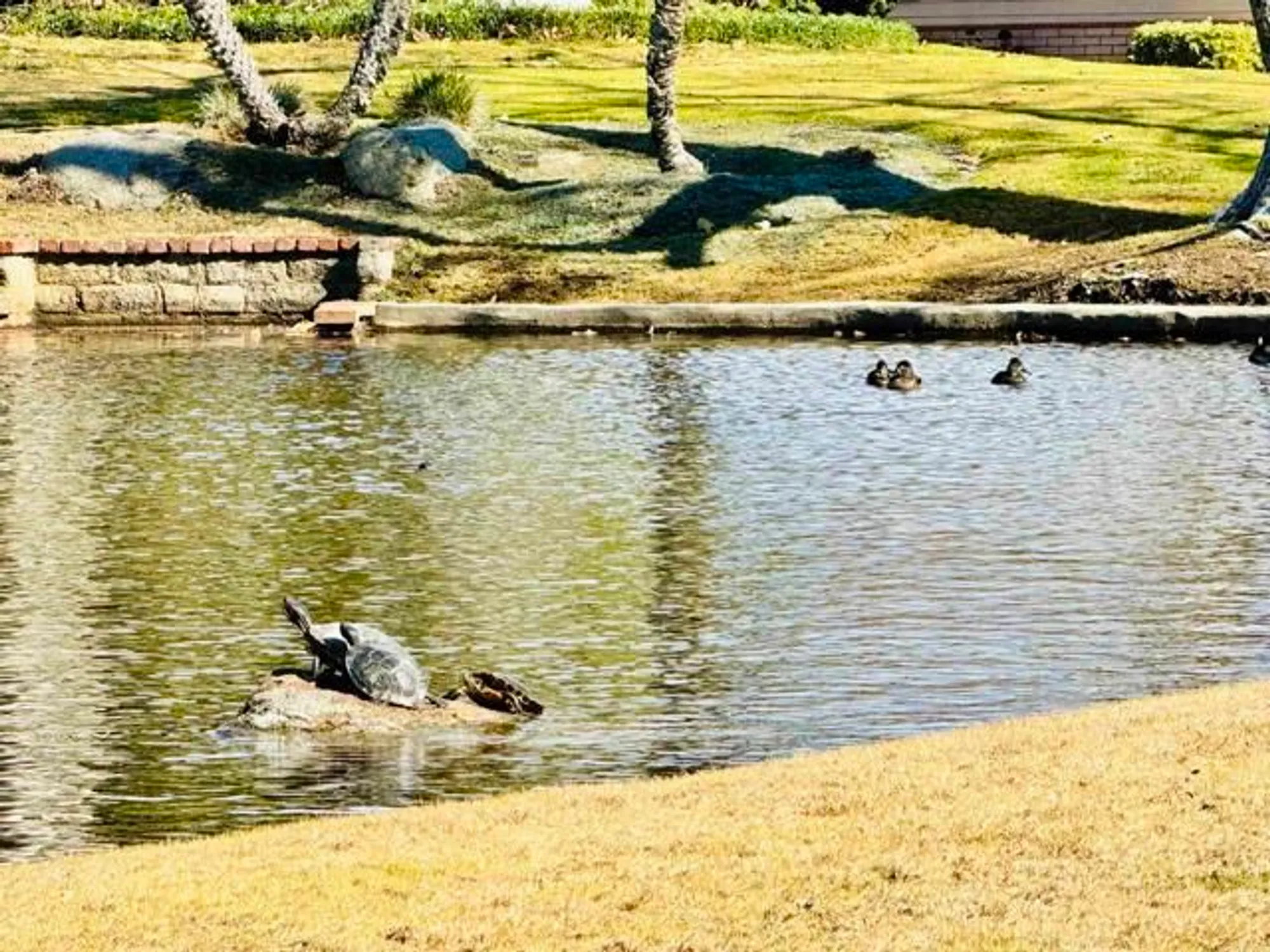 Property Slideshow image 74 of 74 | 3445 don ortega dr, Carlsbad, CA, 92010