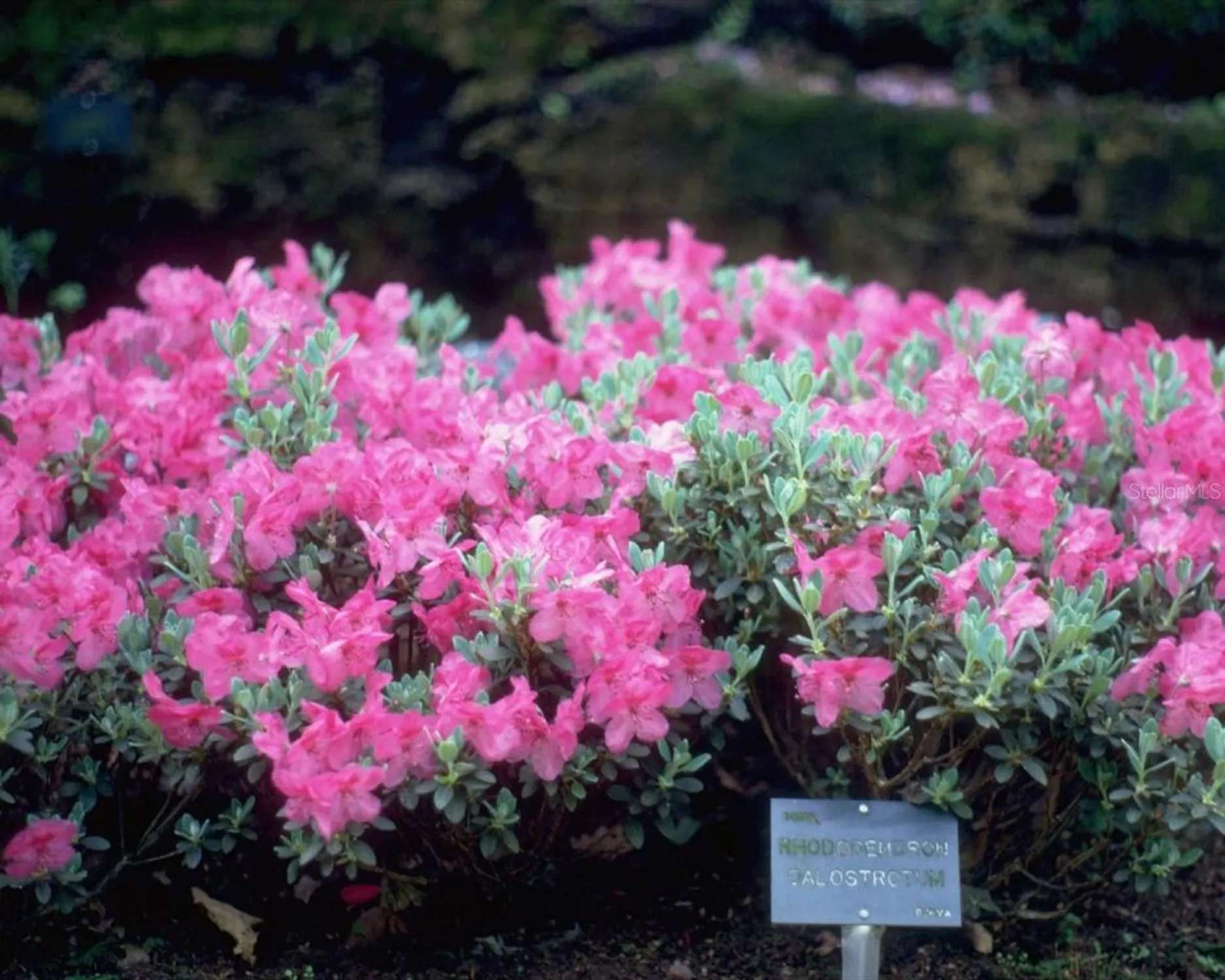 Property Slideshow image 58 of 73 | 8373 sw 82nd loop, Ocala, FL, 34481